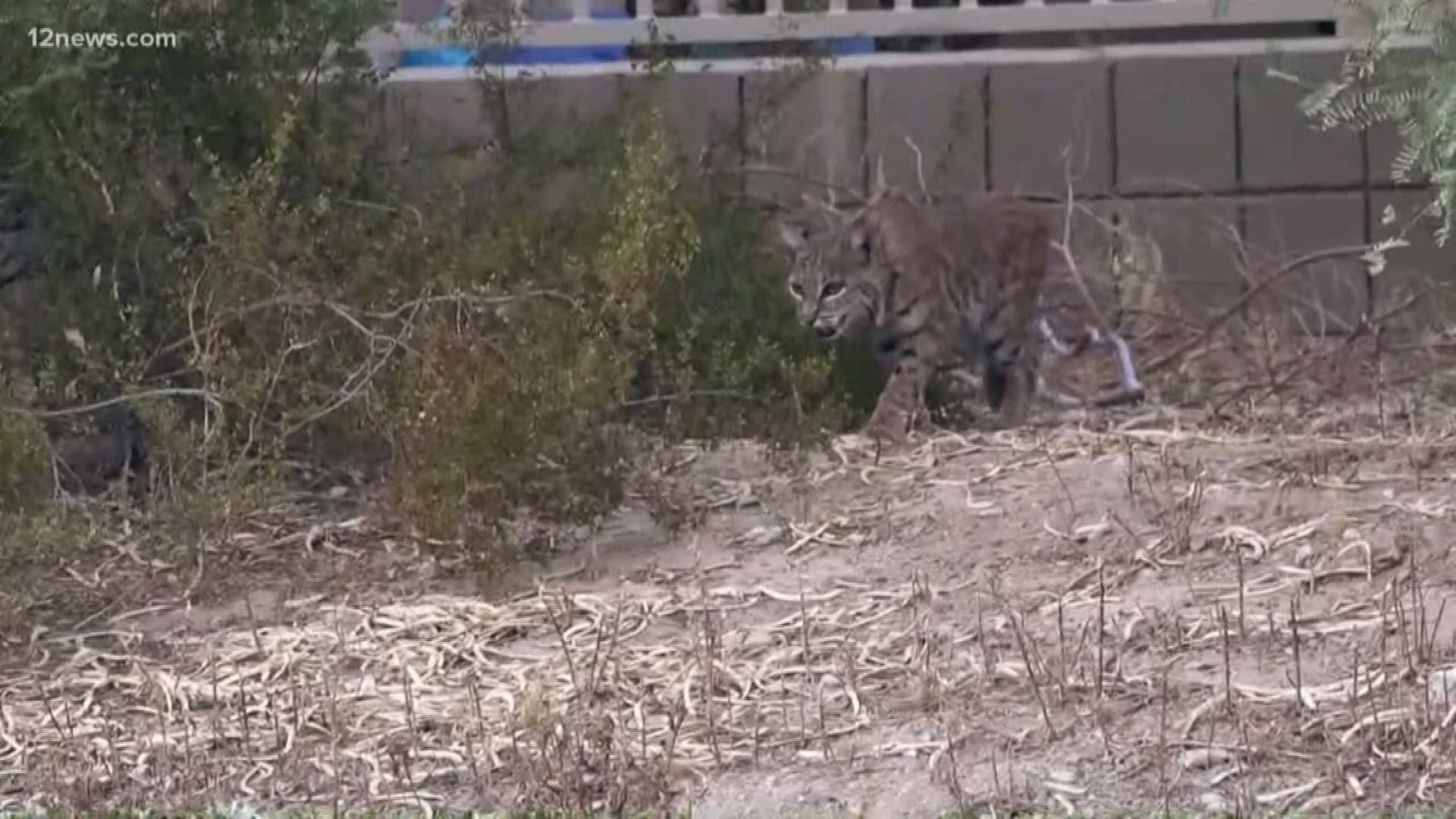 Bobcats are making themselves right at home in an Ahwatukee neighborhood. Some residents wonder if the new freeway going in is to blame for the increased sightings.