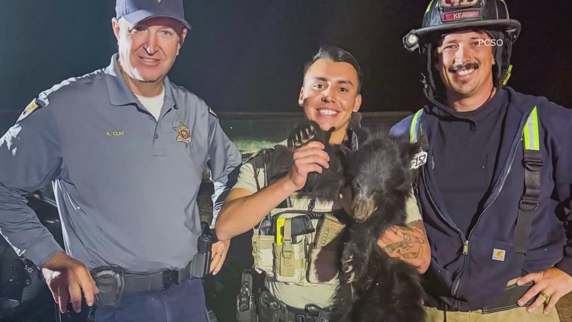 Wildlife officers and fire crews worked together to rescue a baby bear from a palm tree in Florence.