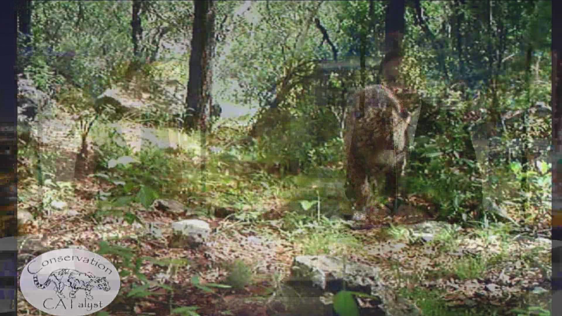El Jefe: Arizona's infamous jaguar alive and well