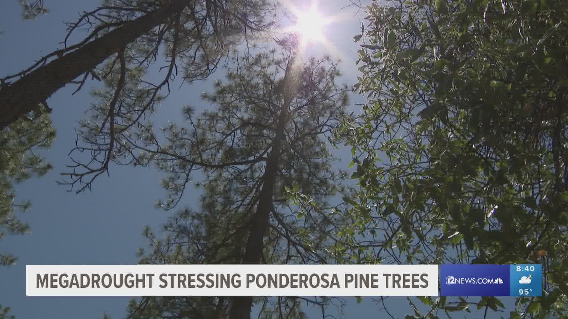 Researchers are finding while Ponderosa pine forests that receive monsoon moisture are faring better than those that don't, they're still stressed.