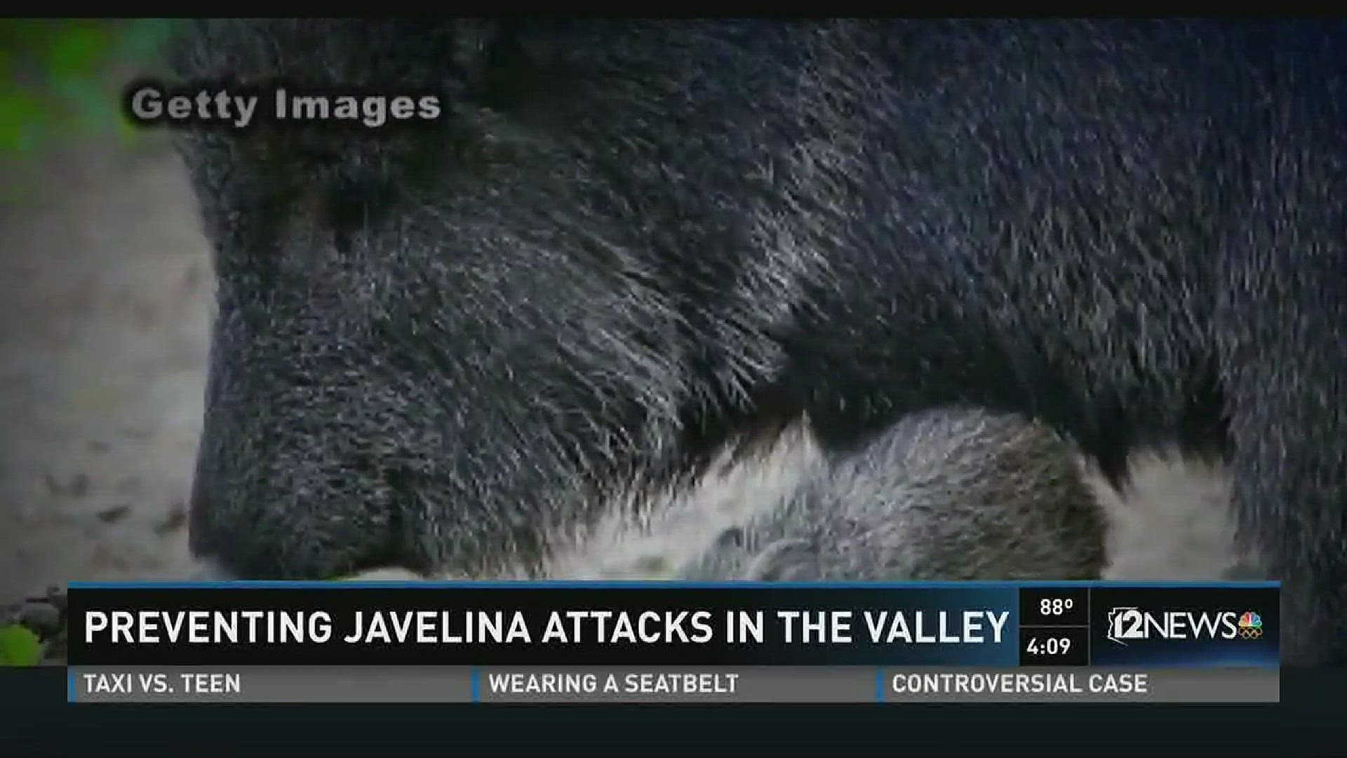 A community meeting is being held after a woman was attacked by a javelina