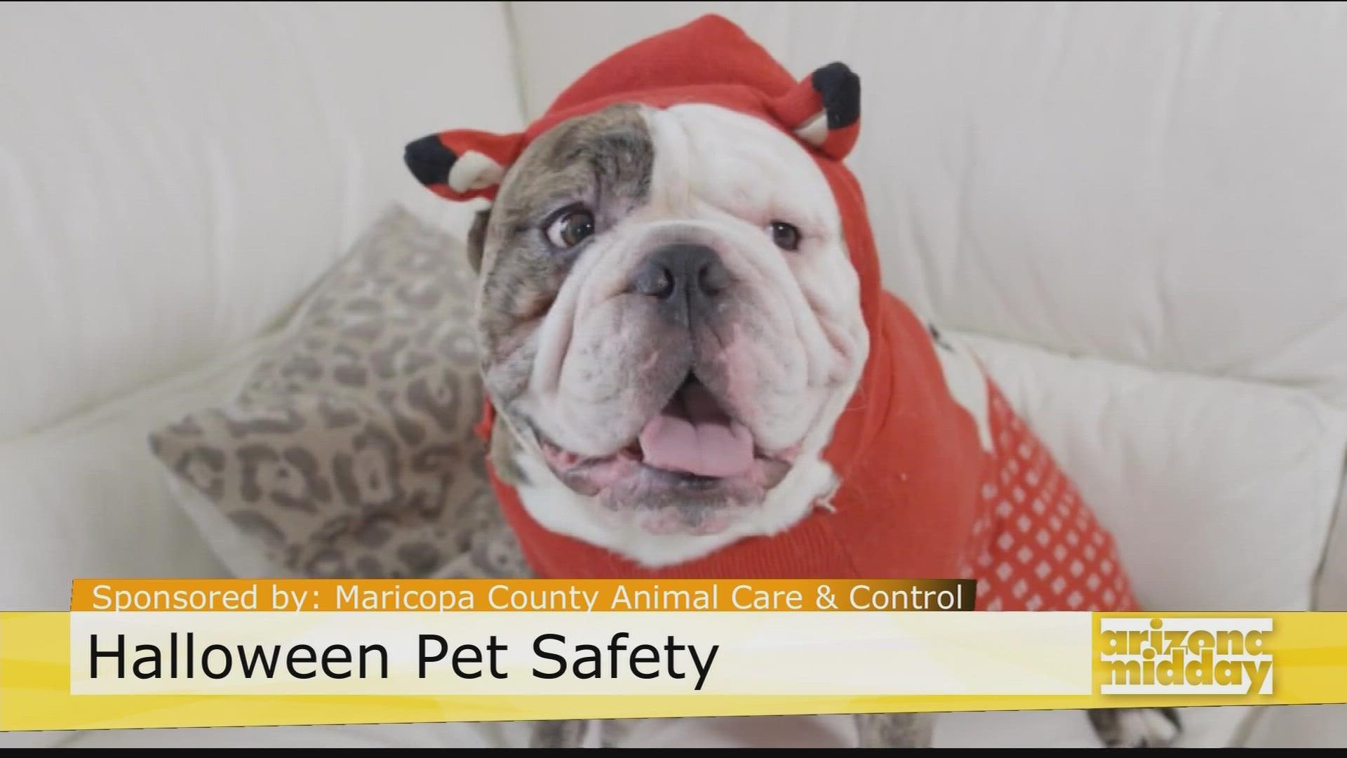 Halloween is this weekend and Monica Gery with Maricopa County Animal Care & Control has tips to make sure your pets stay safe!