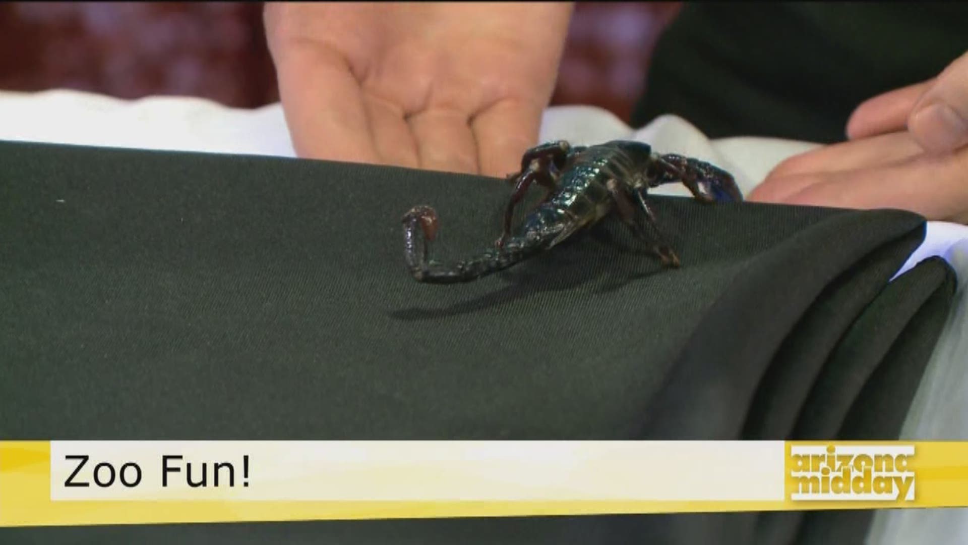 Kristy Morcom from the Wildlife World Zoo and Aquarium shows us the luminous Emperor scorpion and tells us how we could win a one year membership to the zoo.