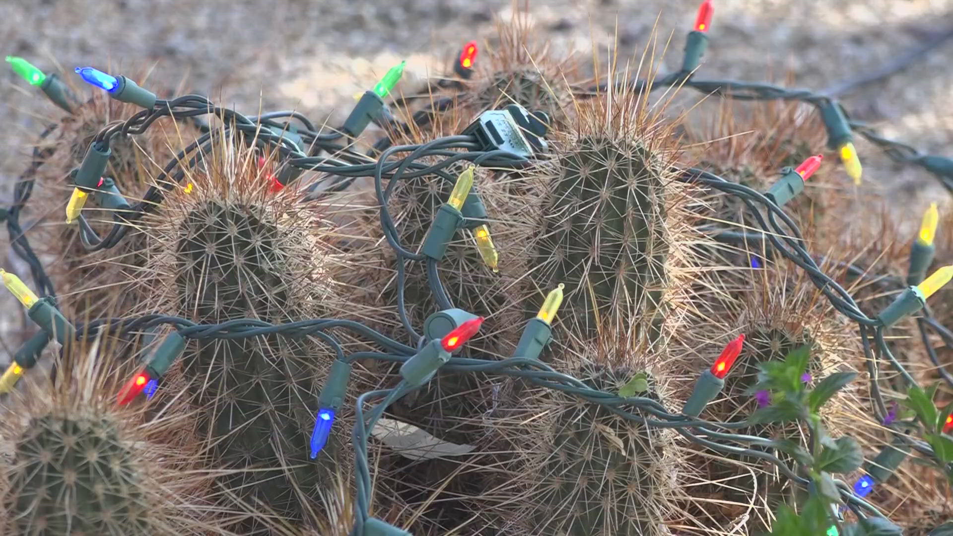 One man in an Arcadia neighborhood is already getting the Christmas spirit.