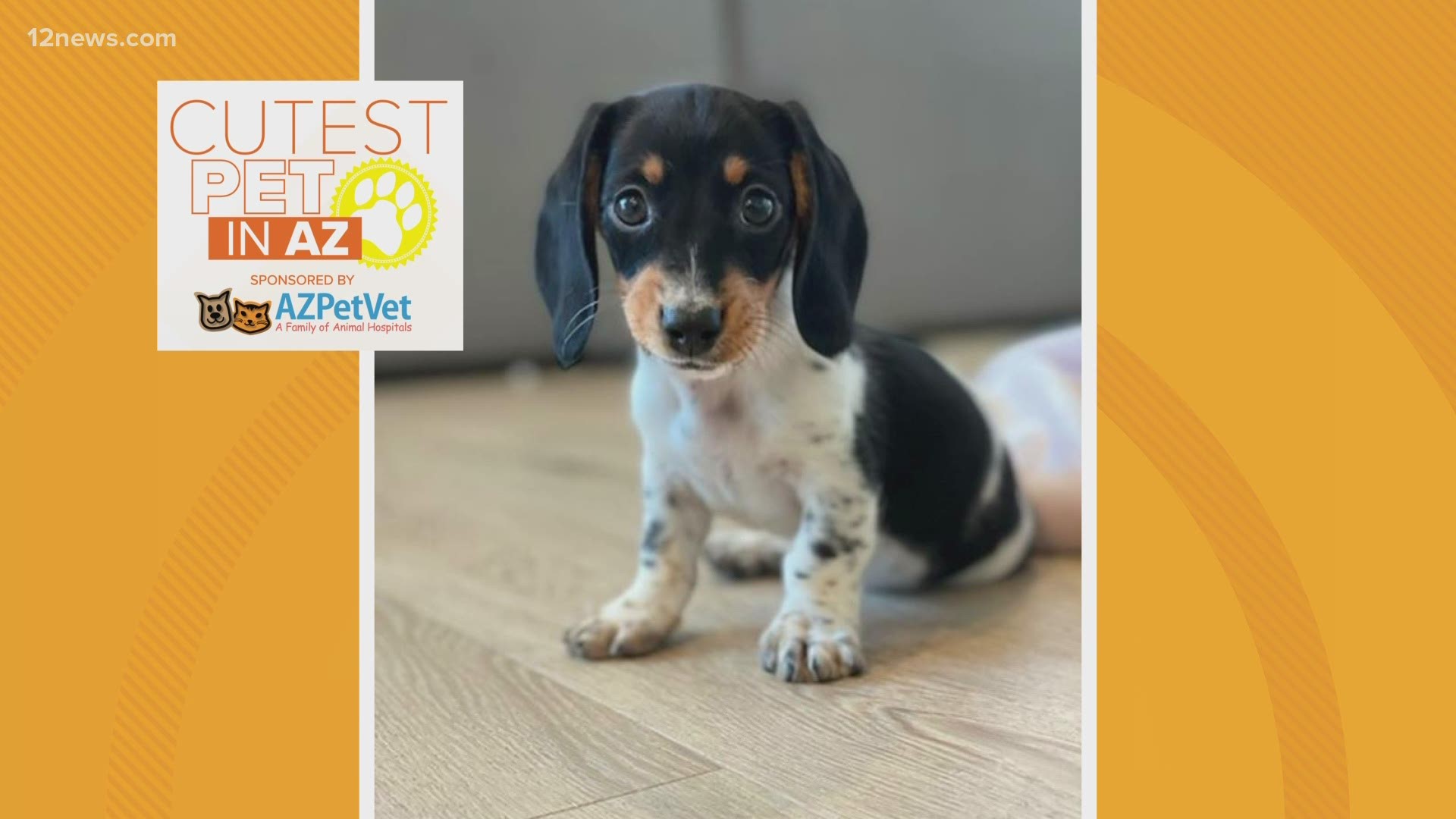 We asked for your cutest pets and boy, did you deliver! Here is the third finalist for the 12 News' Cutest Pet in AZ contest.