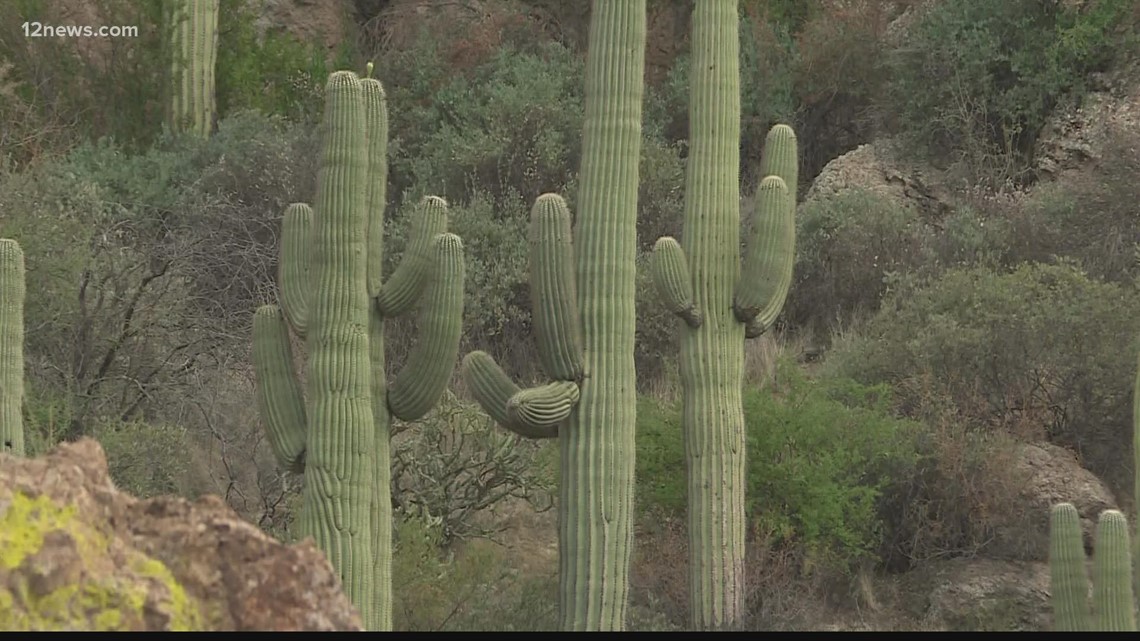 Saguaros, other cacti at risk of extinction according to UArizona study
