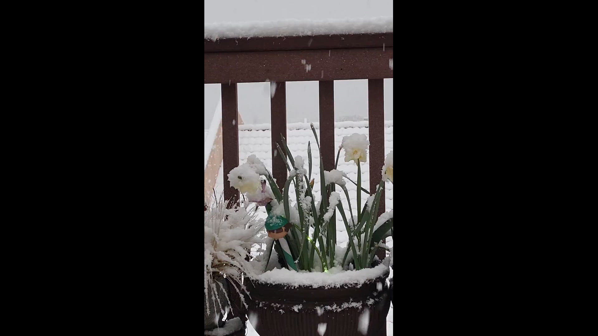 It IS snowing in Prescott
Credit: Beverly