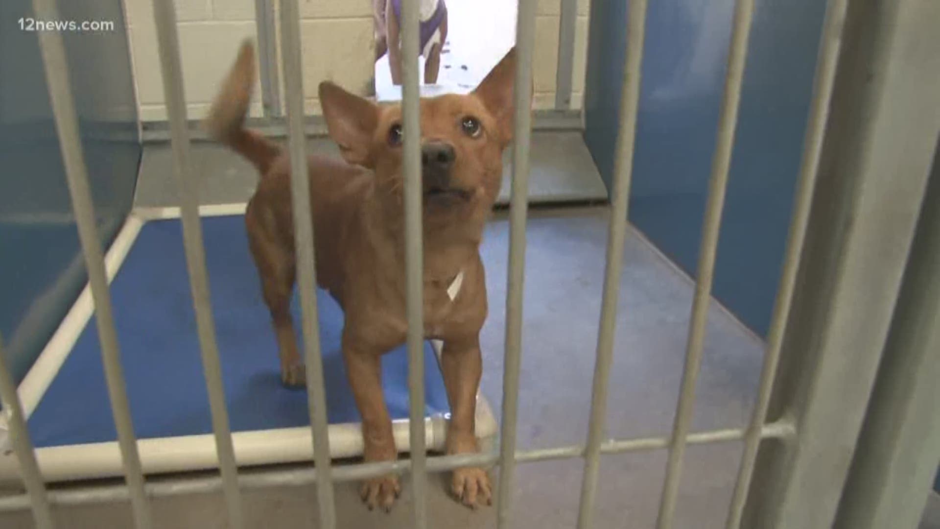 Maricopa County animal shelter to remain closed for another week |  