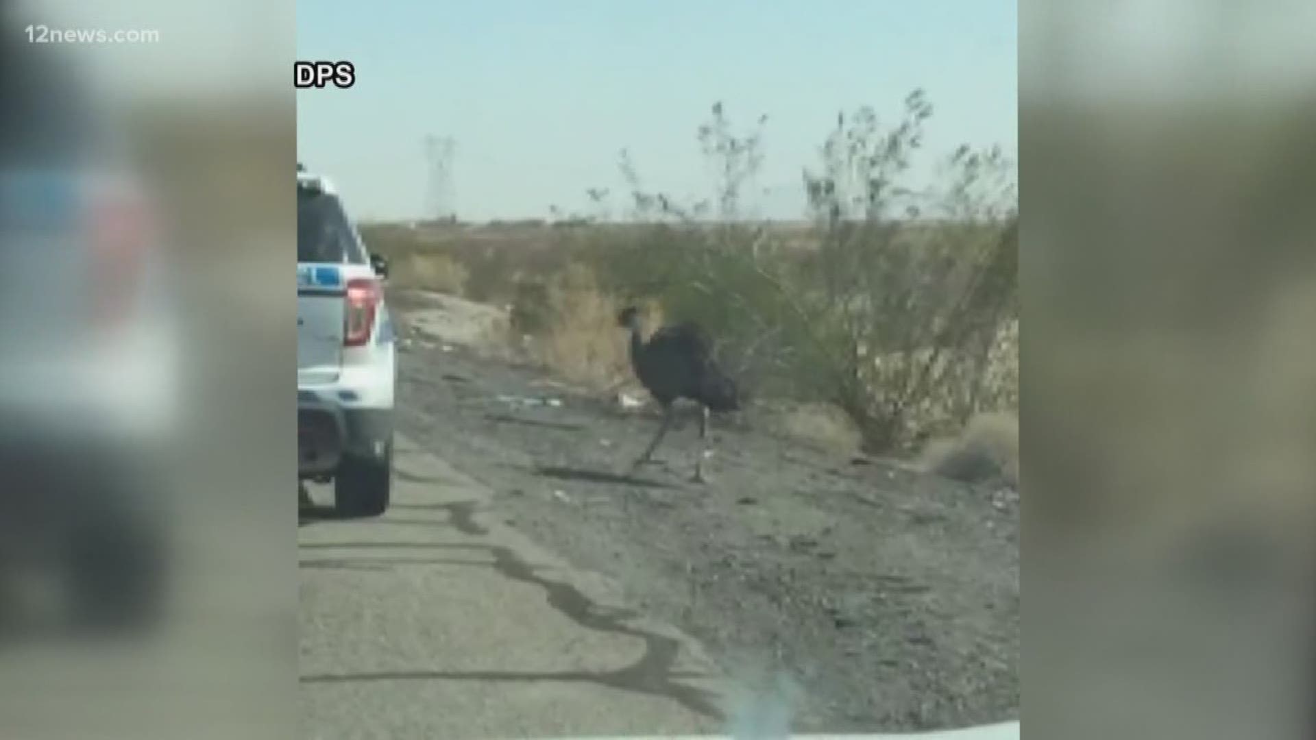 Never in a million years did DPS Trooper Doug Gagna think he would be called upon to wrangle an emu from a highway. But he was and he did! Trooper Gagna tells 12 News about how he got the bird back to its owner safely.