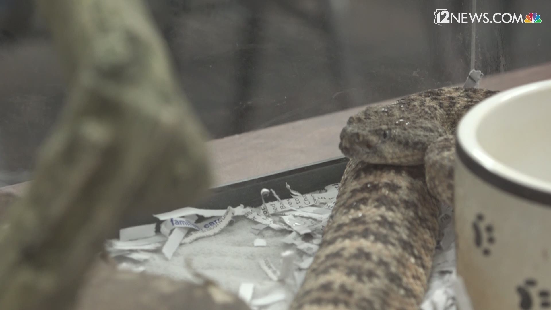 AZDGF's Amy Burnett said there are less than a dozen rattlesnake-bite deaths in the U.S. each year and some years that number is closer to five.