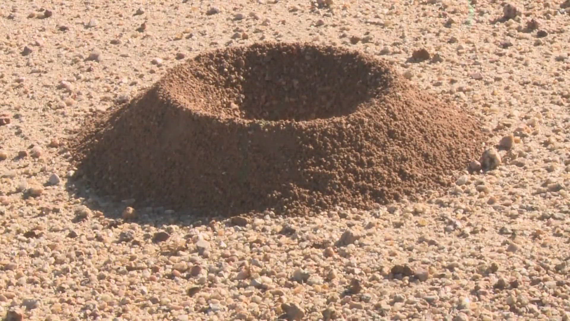 There's been an influx of ants around the Valley.