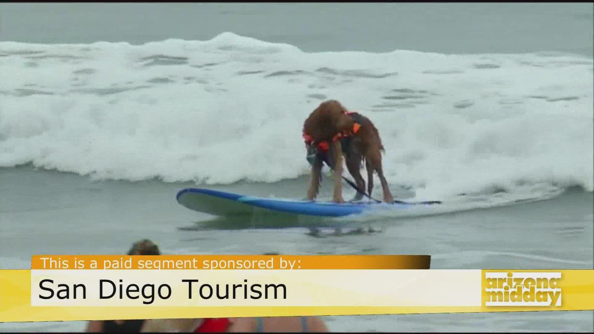 We show you the fun the whole family can have in San Diego at the dog-friendly beaches and more!