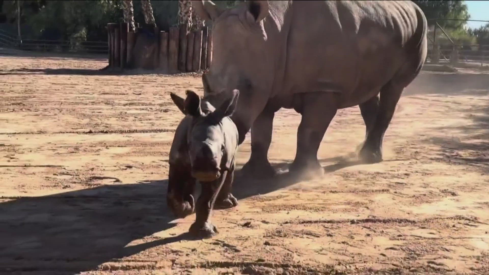 Wildlife World Zoo & Aquarium is excited about a new baby rhino making significant history at the zoo.