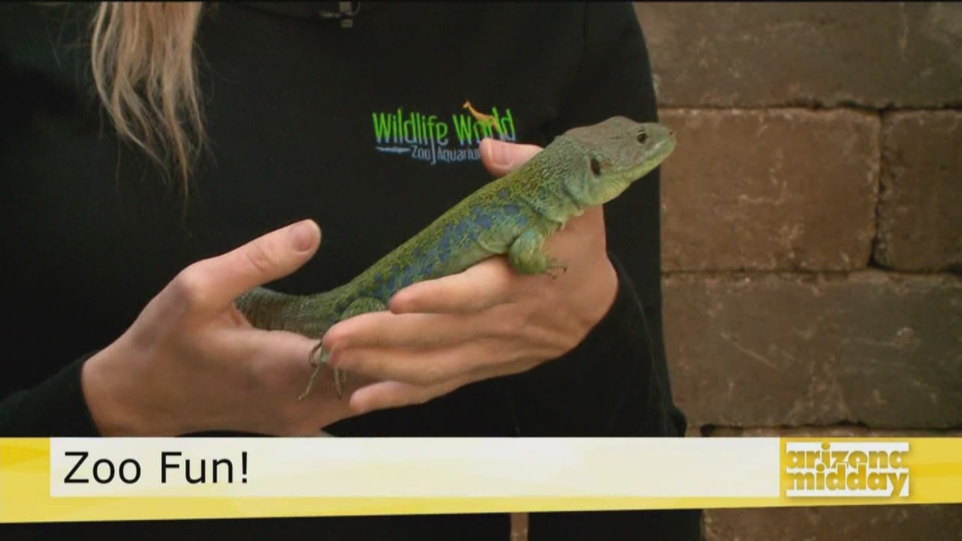 Kristy from Wildlife World Zoo tells us about the zoo, its attractions and lizards!