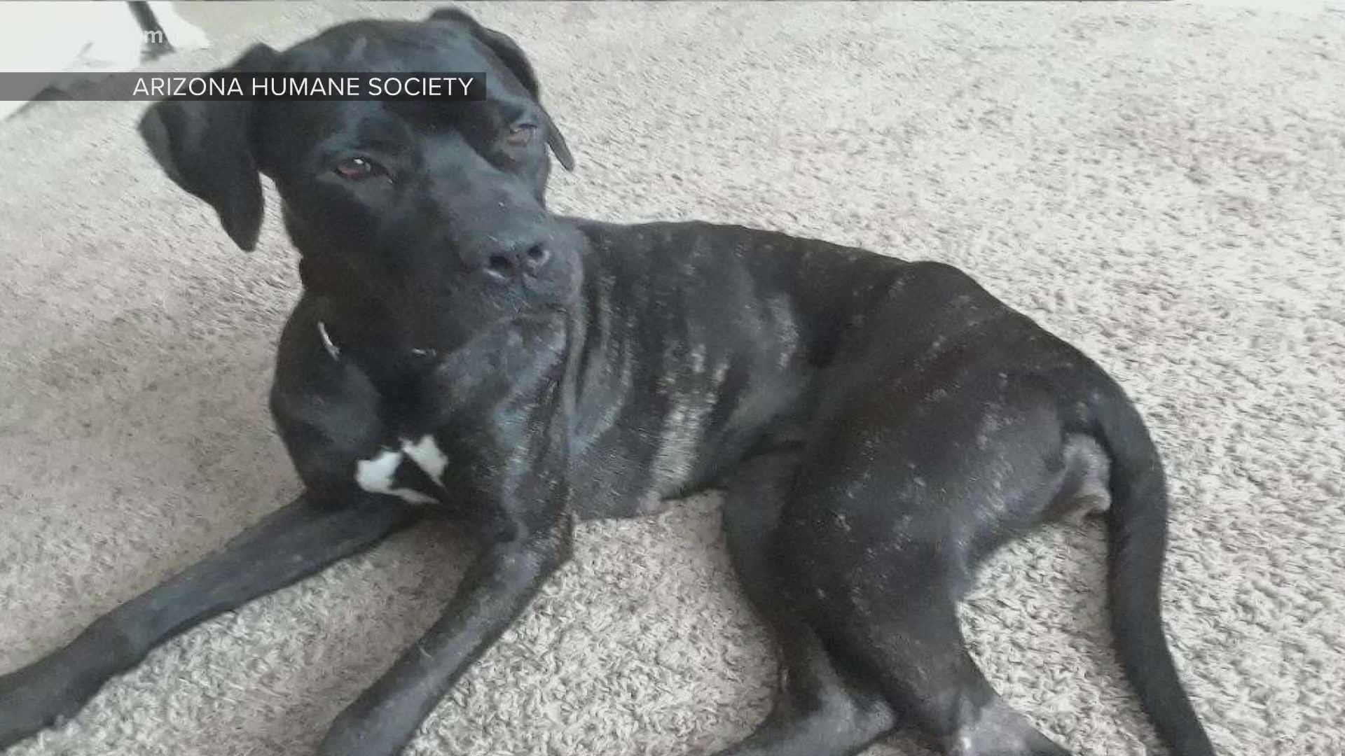 Phoenix woman arrested for animal cruelty, Great Dane recovering |  