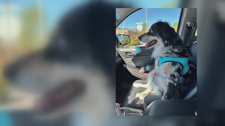 Valley dog gets 30+ cactus needles removed