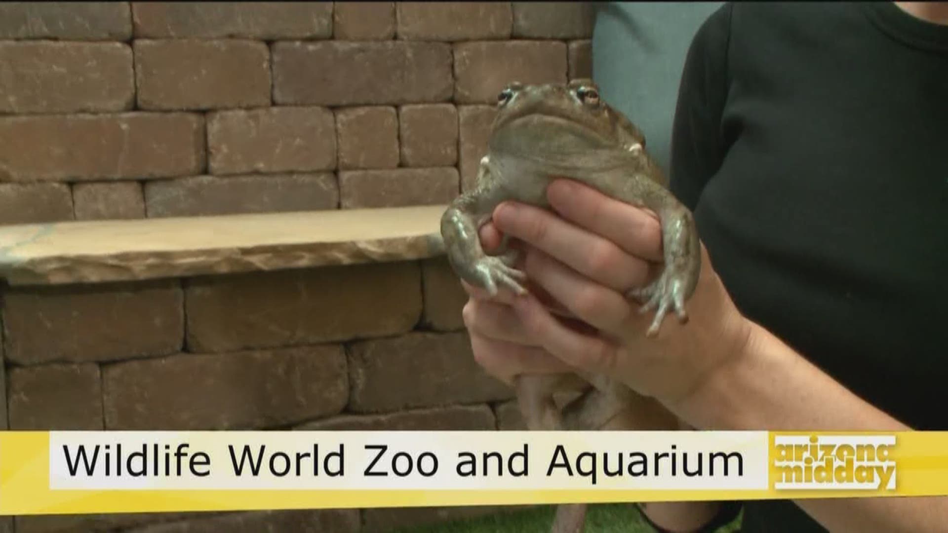 Kristy Morcom from the Wildlife World Zoo and Aquarium brought Mr. Toad and Toadina in for a visit today.