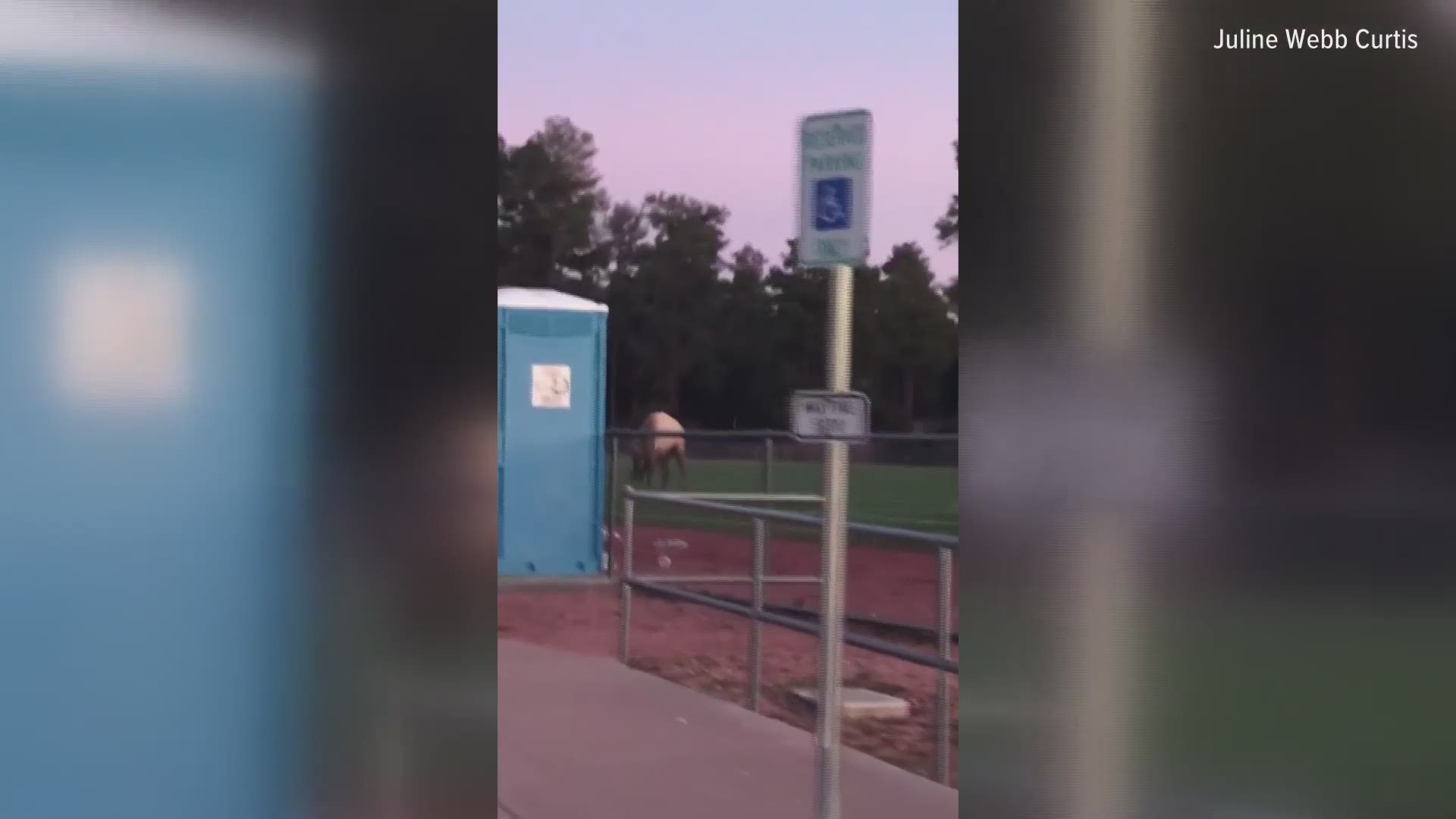 An elk plays soccer on a field in Payson. Juline Webb Curtis captured this compelling video while on her way home from work.