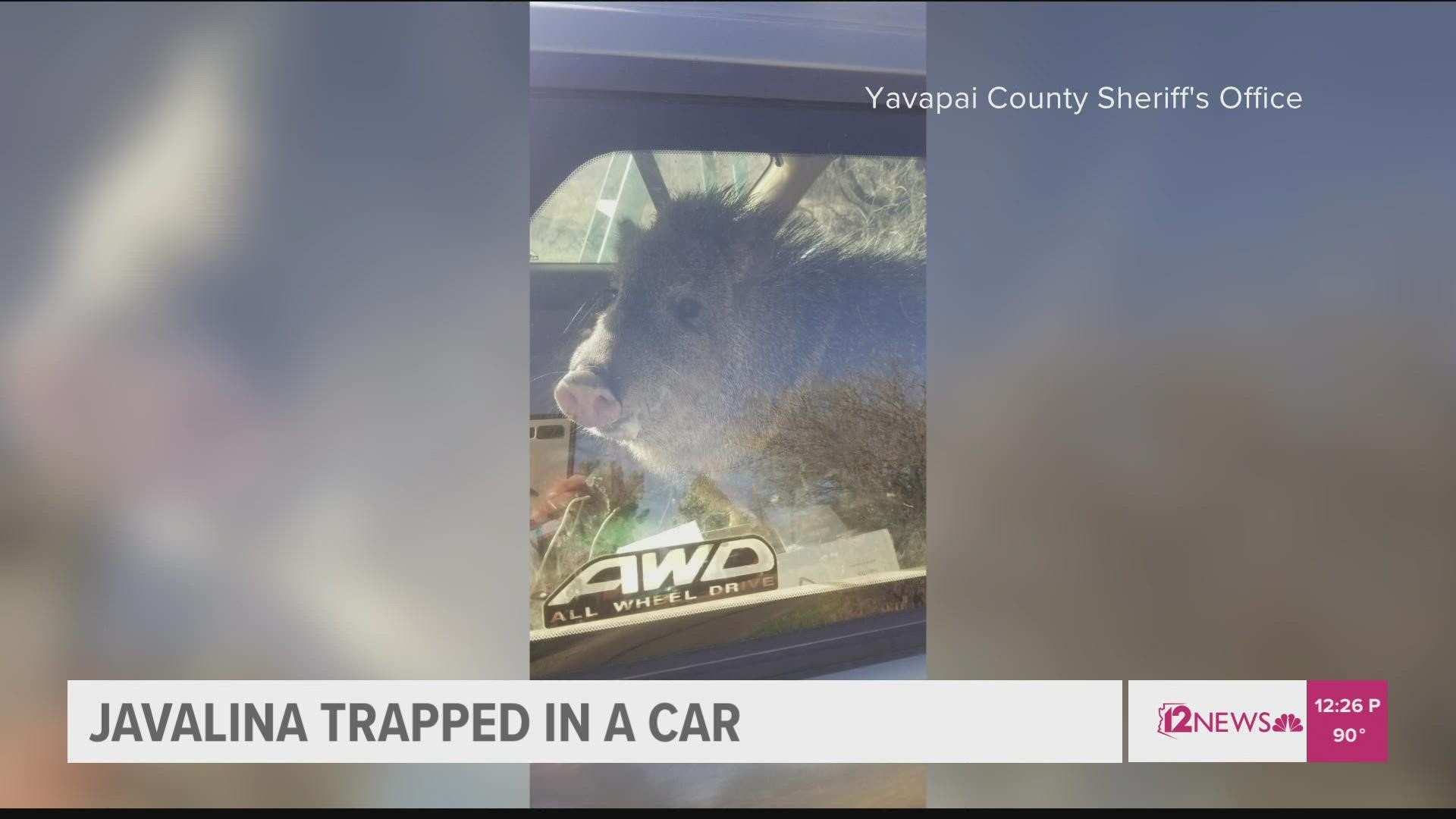 A javelina jumped into a car in Cornville, Arizona recently and we have plenty of questions. Here's the full story.