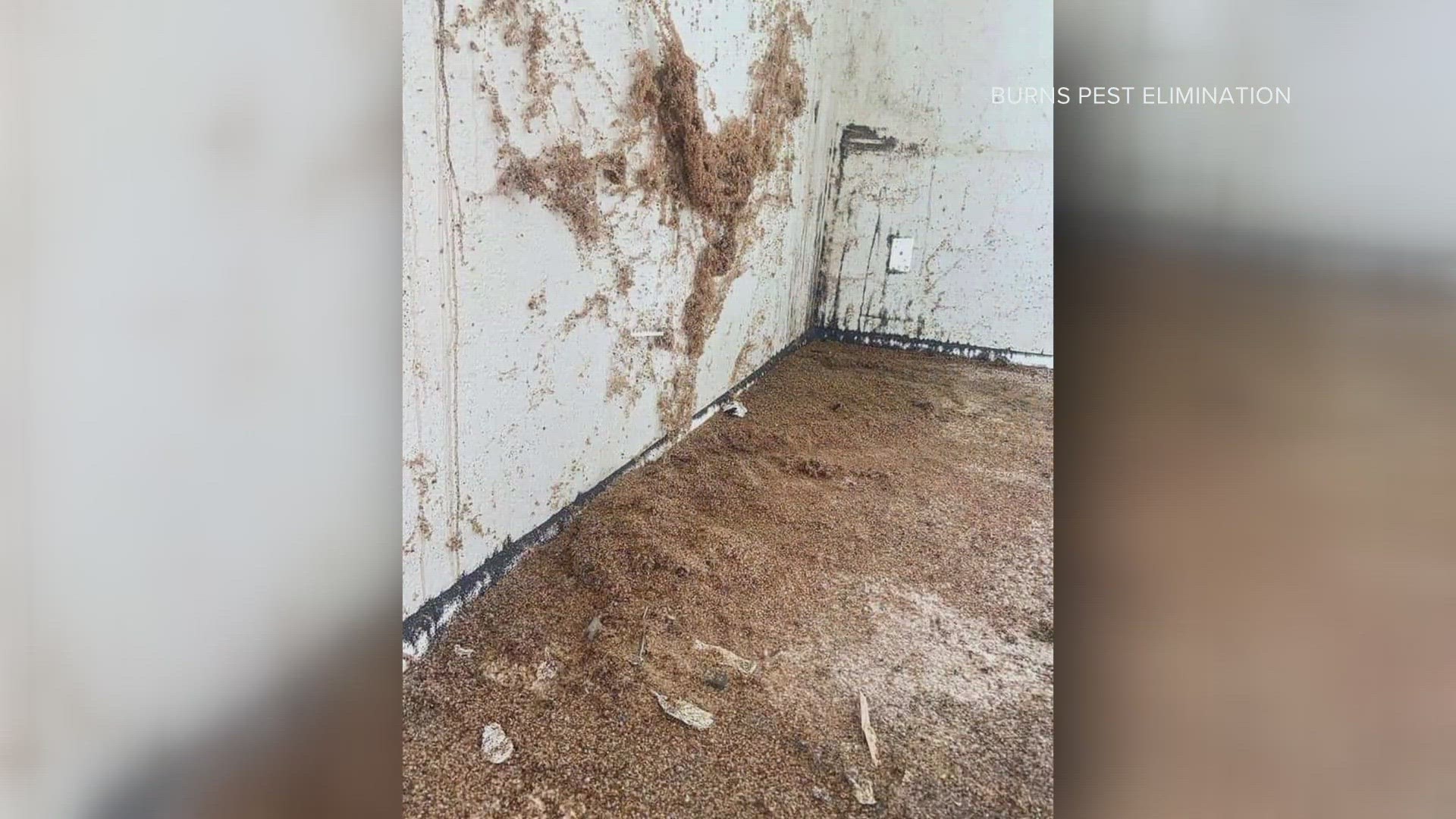 Thousands of bed bugs were recently found in two infestations that happened in Arizona. These "massive" infestations were found in Sun City and Scottsdale.
