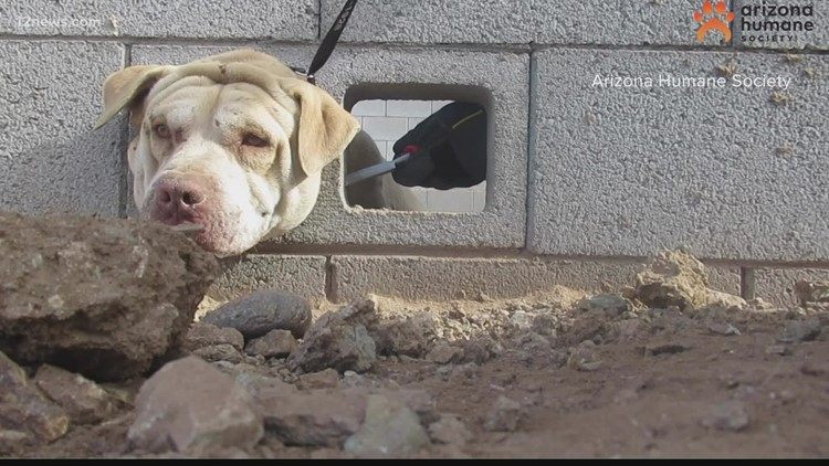 Stuck between a cinderblock and a hard place: humane society helps free dog