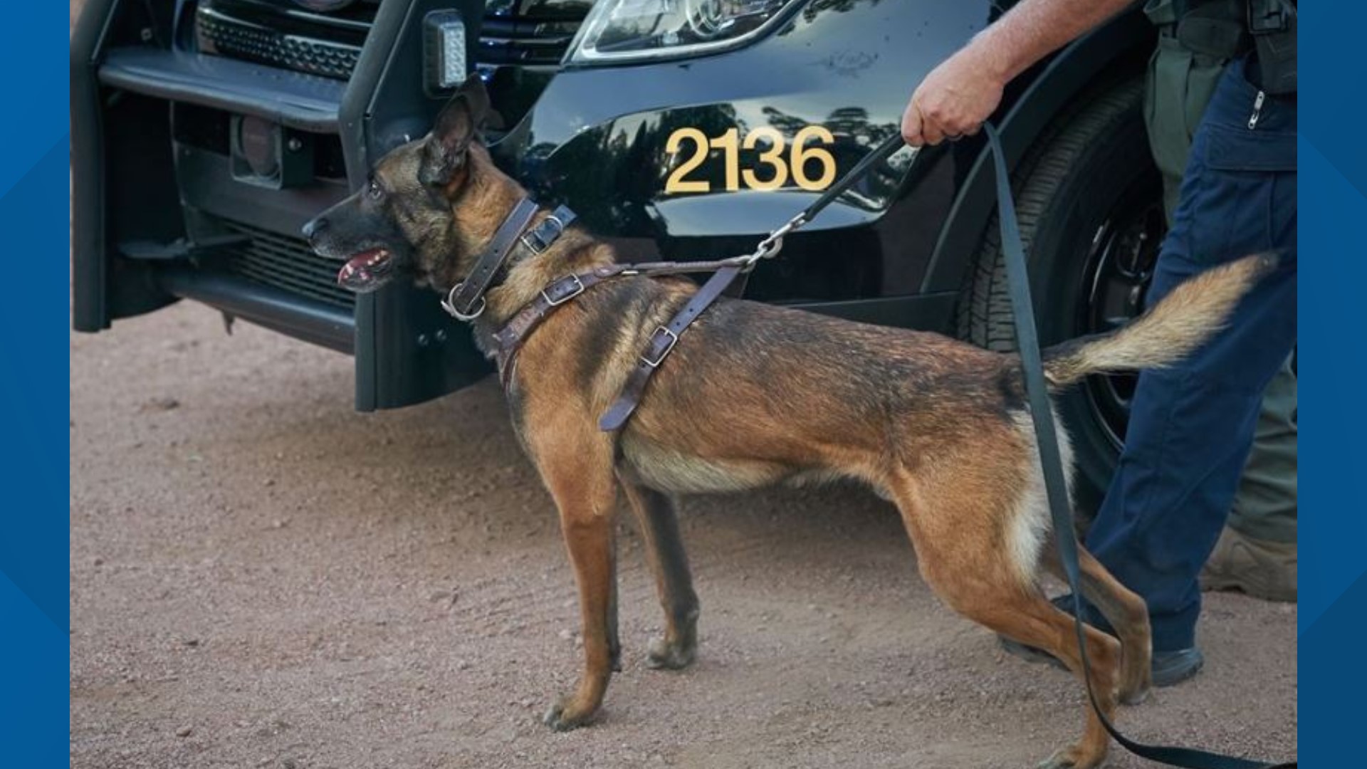 An El Mirage police K-9 was shot and killed by a suspect on Friday night. The El Mirage Police Department gave an update on Saturday.