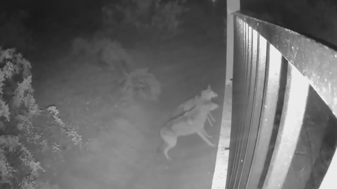 Coyotes atacaron a un perro en Ahwatukee a través de una valla