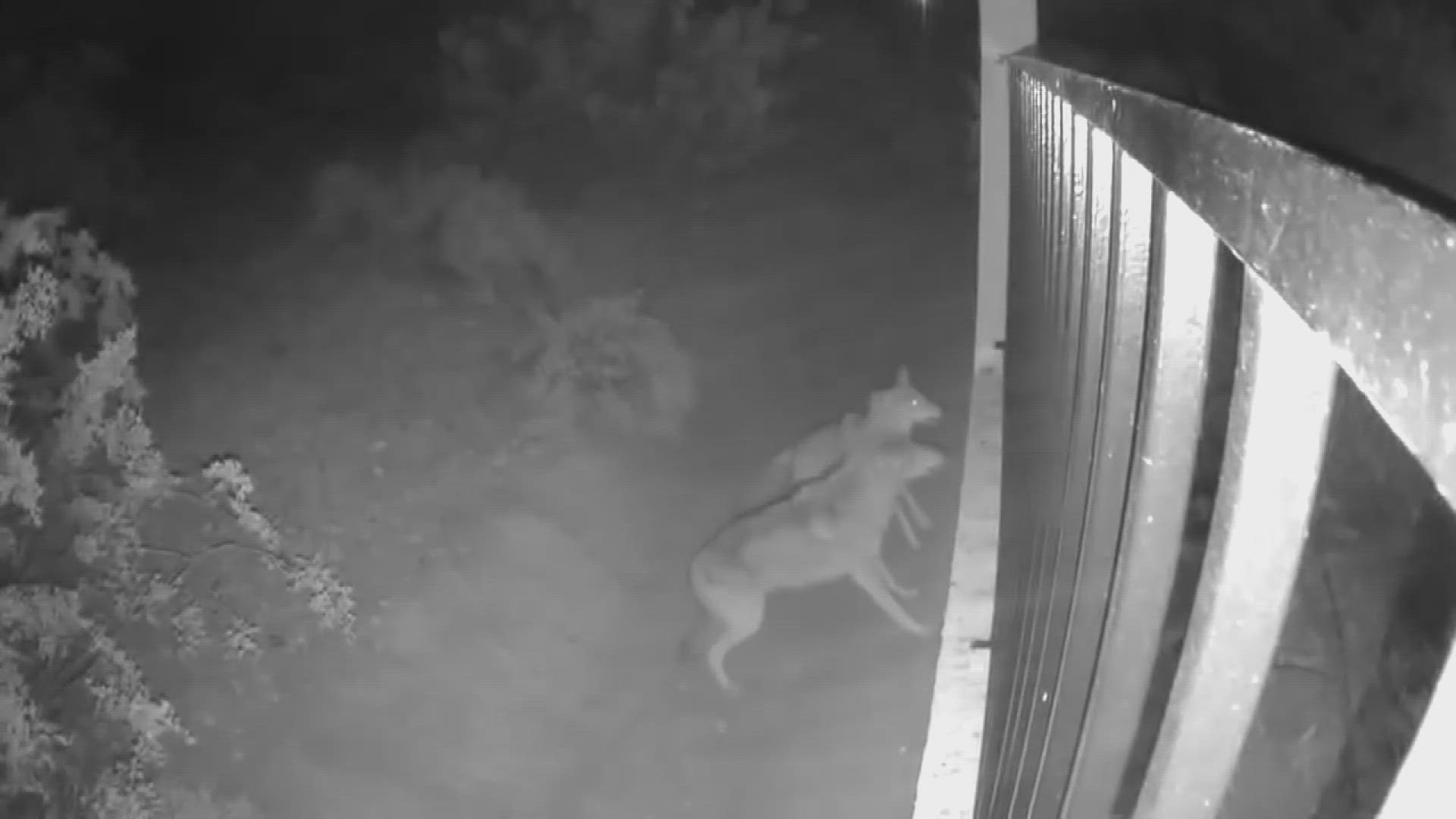 An Ahwatukee couple has lived peacefully with the wildlife for six years until coyotes became more aggressive in the past month.