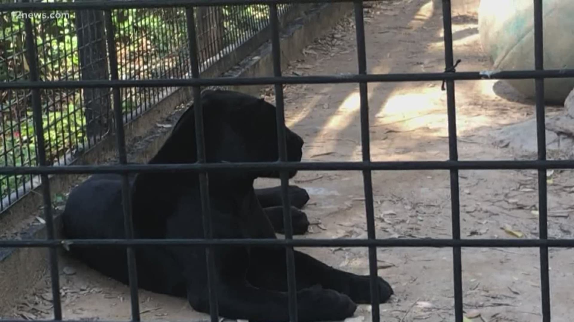 The zoo built a high barrier wall and changed fencing for the safety of guests.