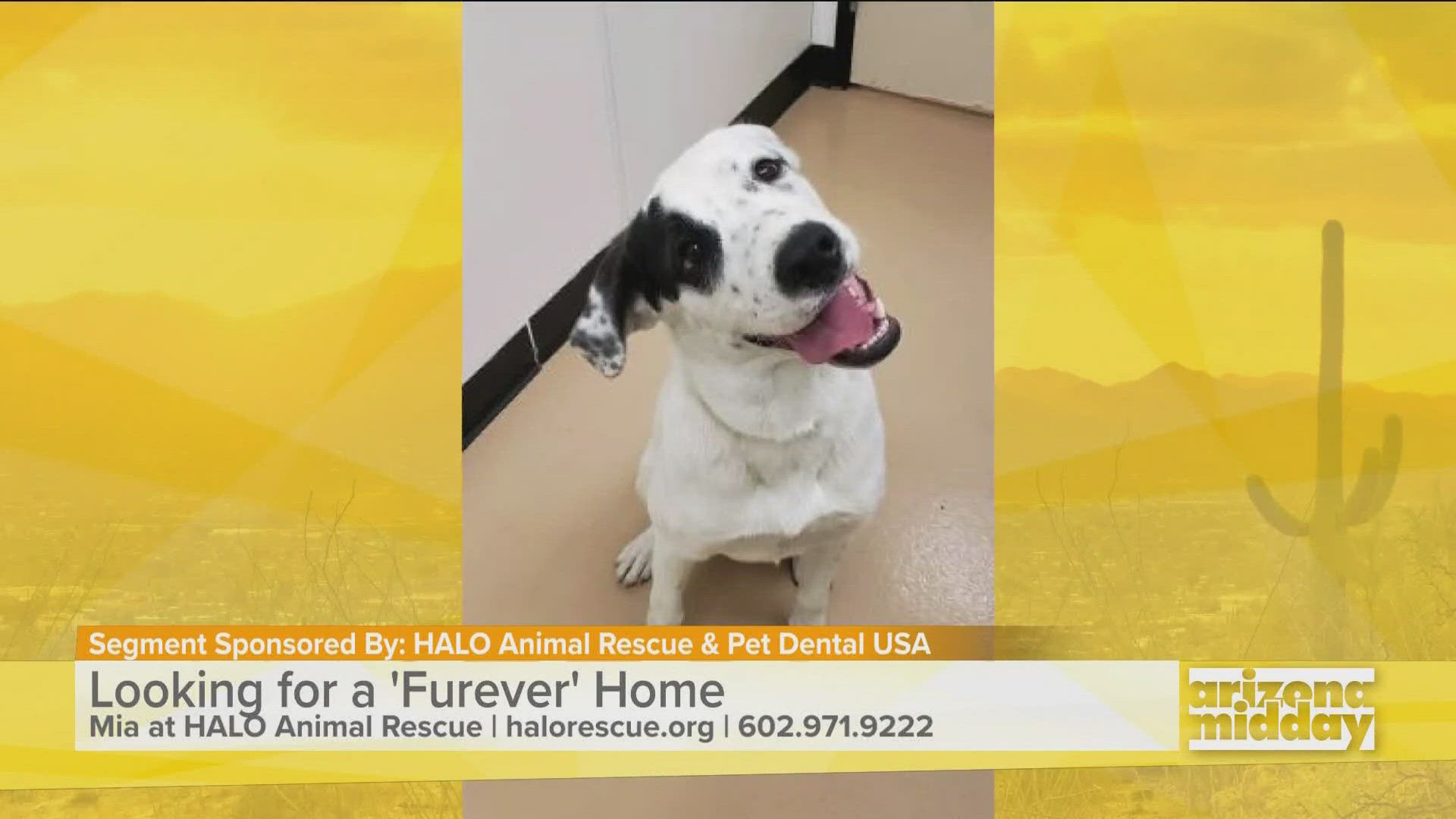 HALO Pet Rescue shared Mia’s information to help her find a “furever” home and help with Krystle’s weekend Fido's Forecast.