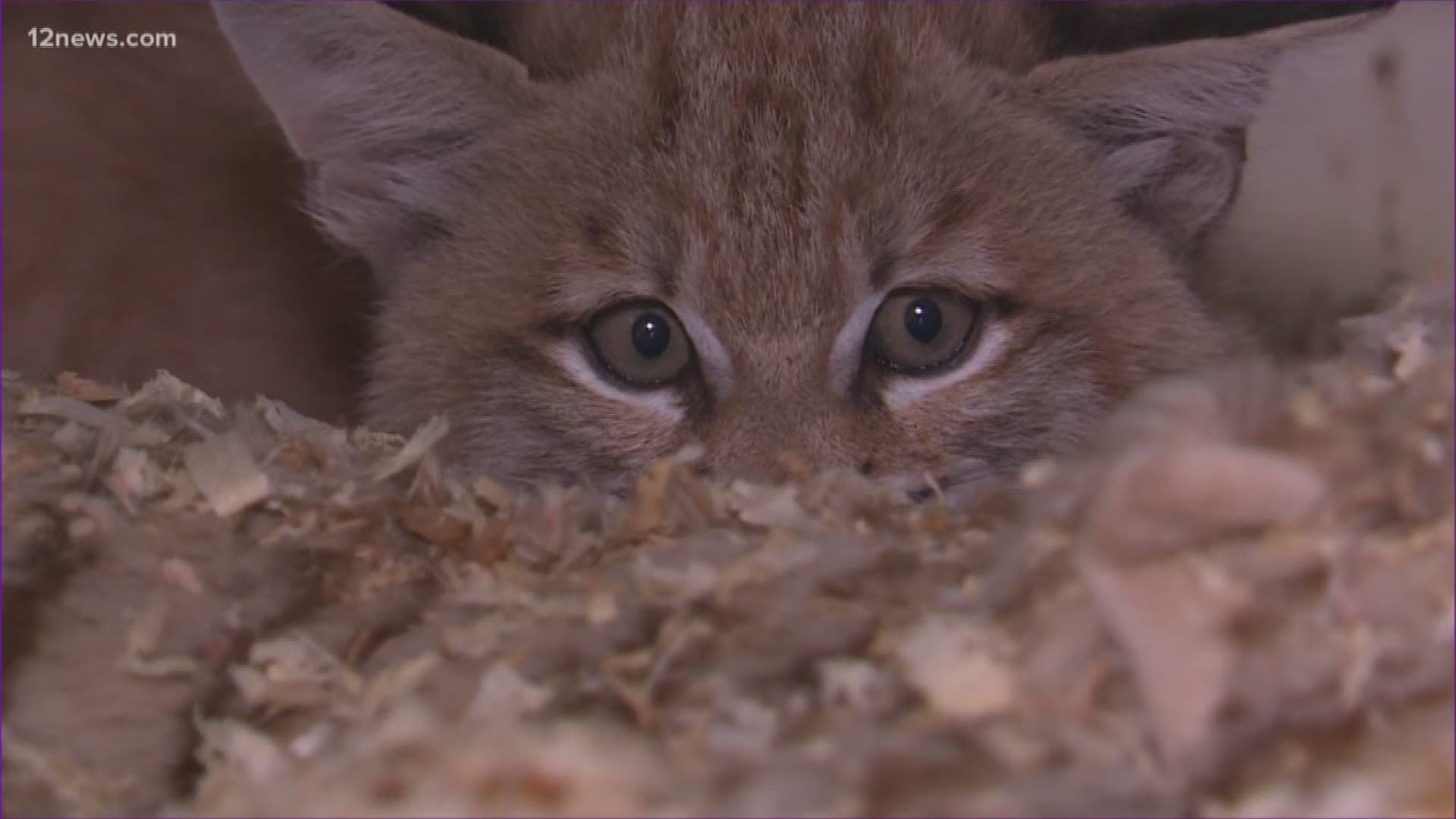 The Woodbury Fire is pushing a lot of baby animals out of their natural habitat. The Southwest Wildlife Conservation Center is seeing an influx of orphaned animals this year.