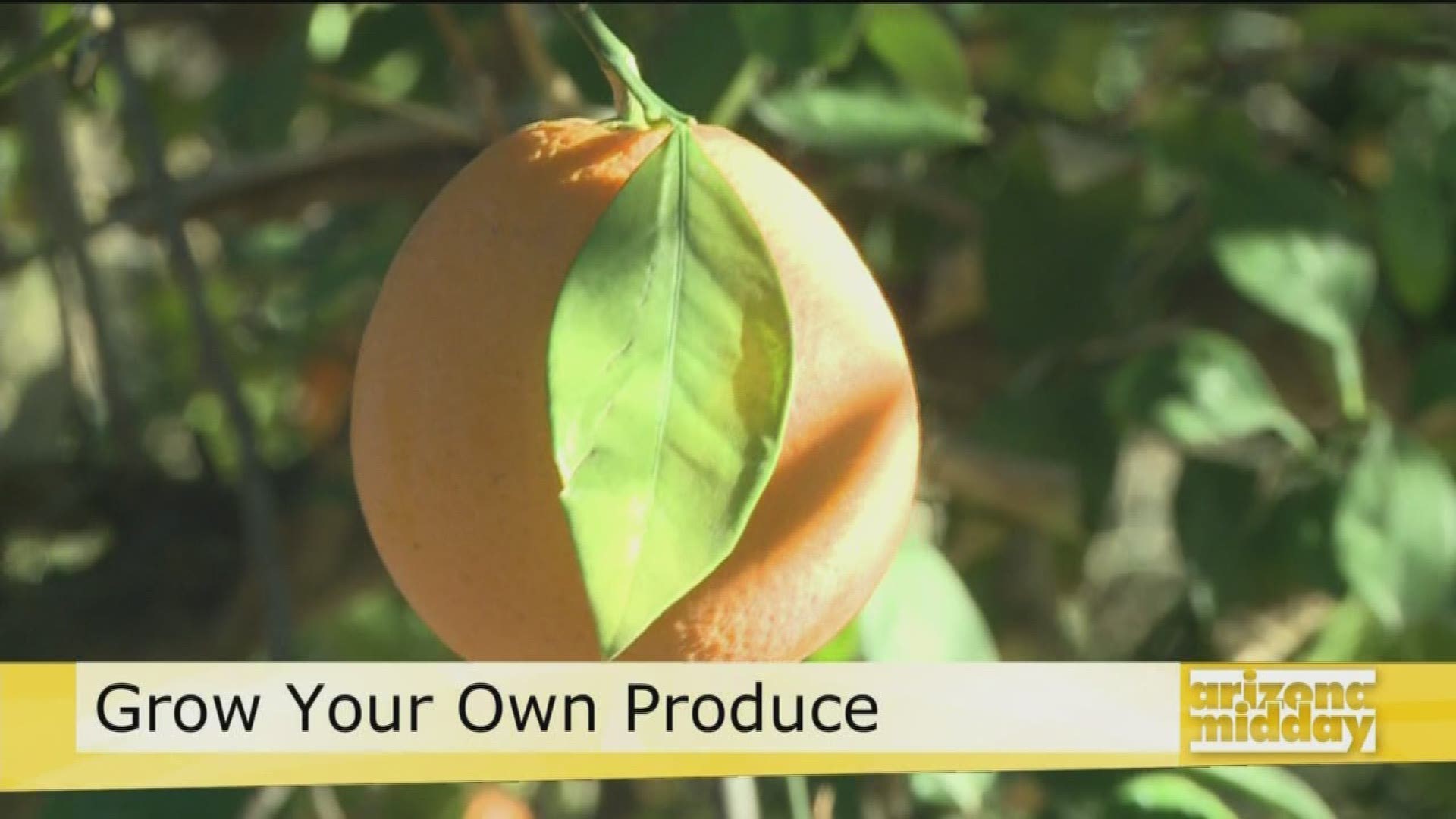 Farmer Greg with the Urban Farm shows us how to get growing this spring with fruit trees.