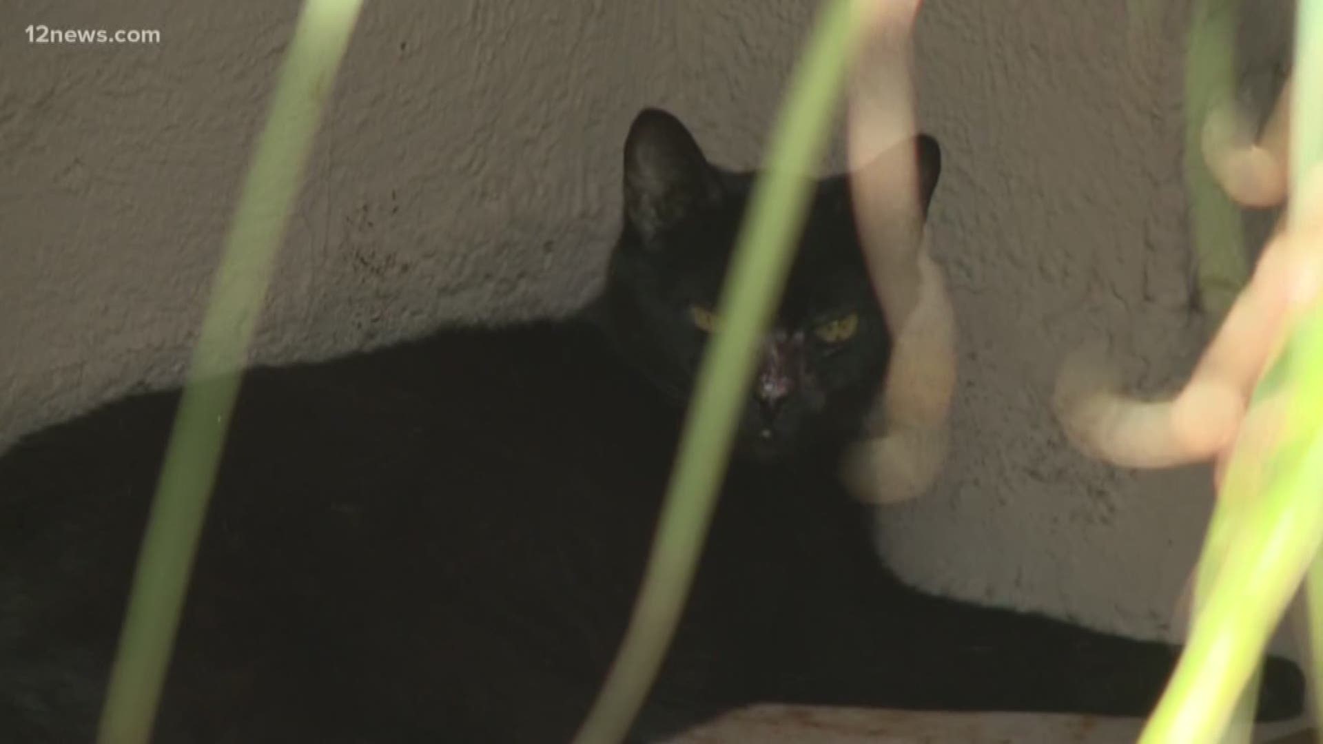 A Tempe neighborhood near McClintock High School is dealing with dead cats, finding nine dismembered cats since May. Tempe police say they believe it is the work of a wild animal, neighbors say the deaths a human caused.