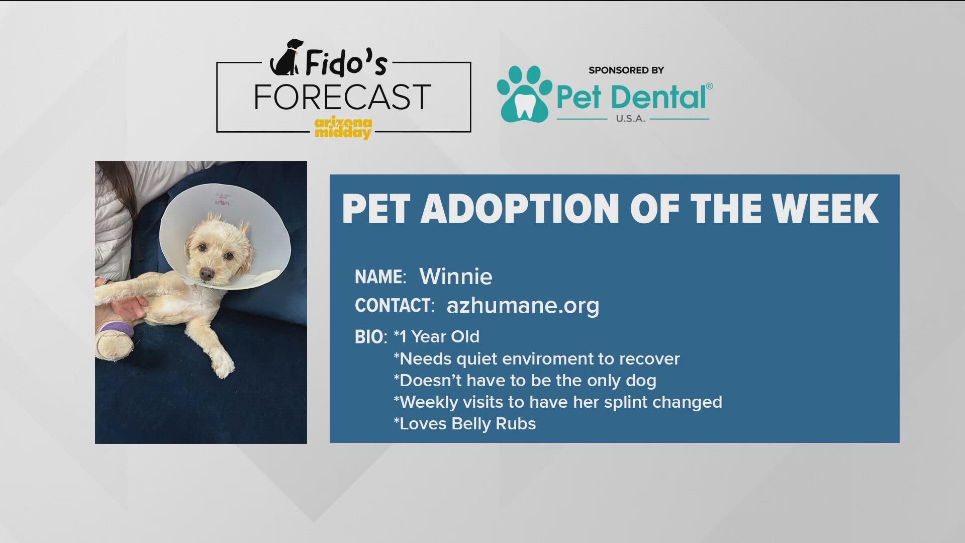 Arizona Humane Society brought Winnie to find his furever home and to help Krystle with this weekend's Fido's Forecast.