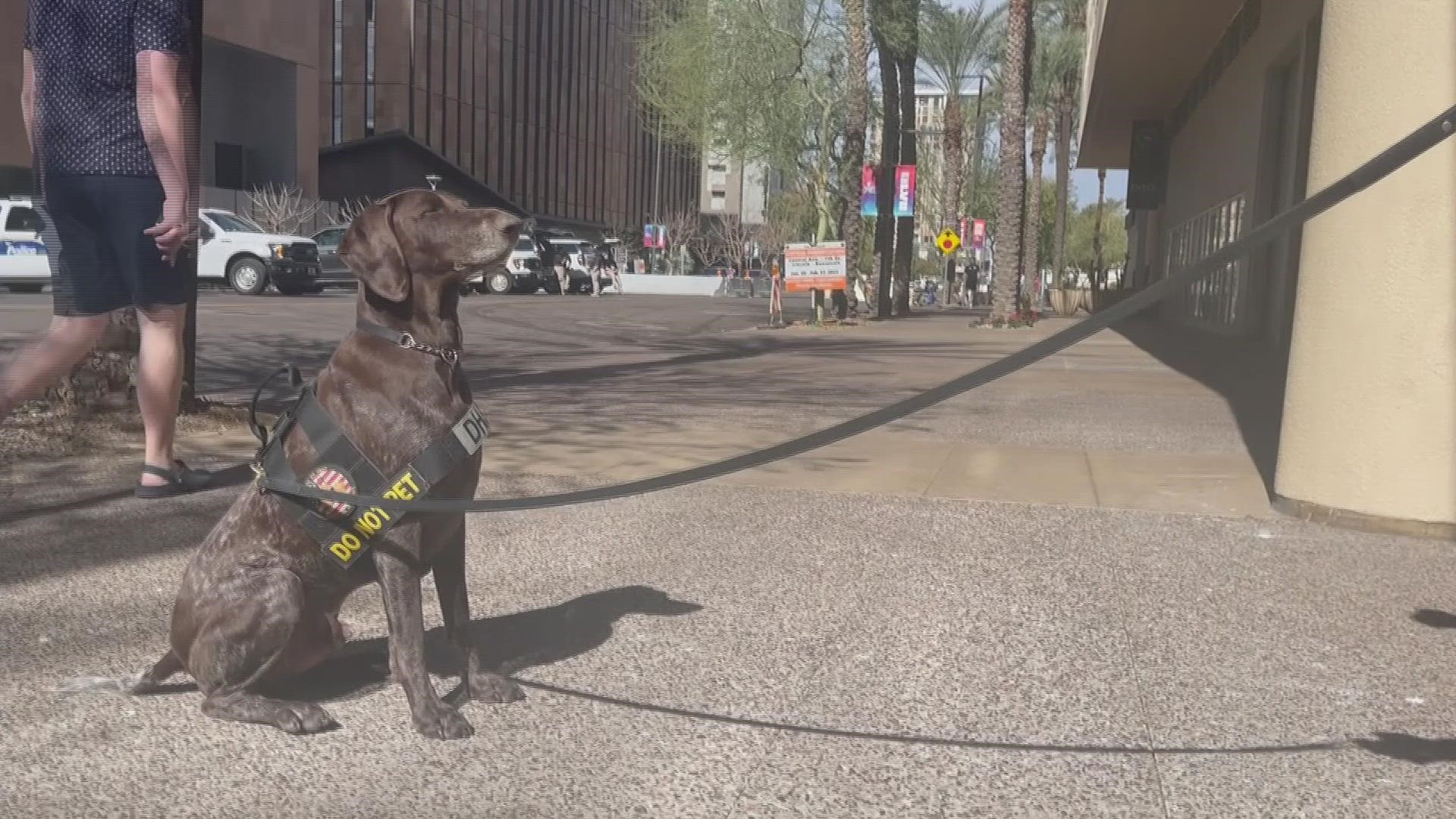 Archie the bomb dog takes a break from his Super Bowl duties in downtown Phoenix on Saturday, Feb. 11, 2023.