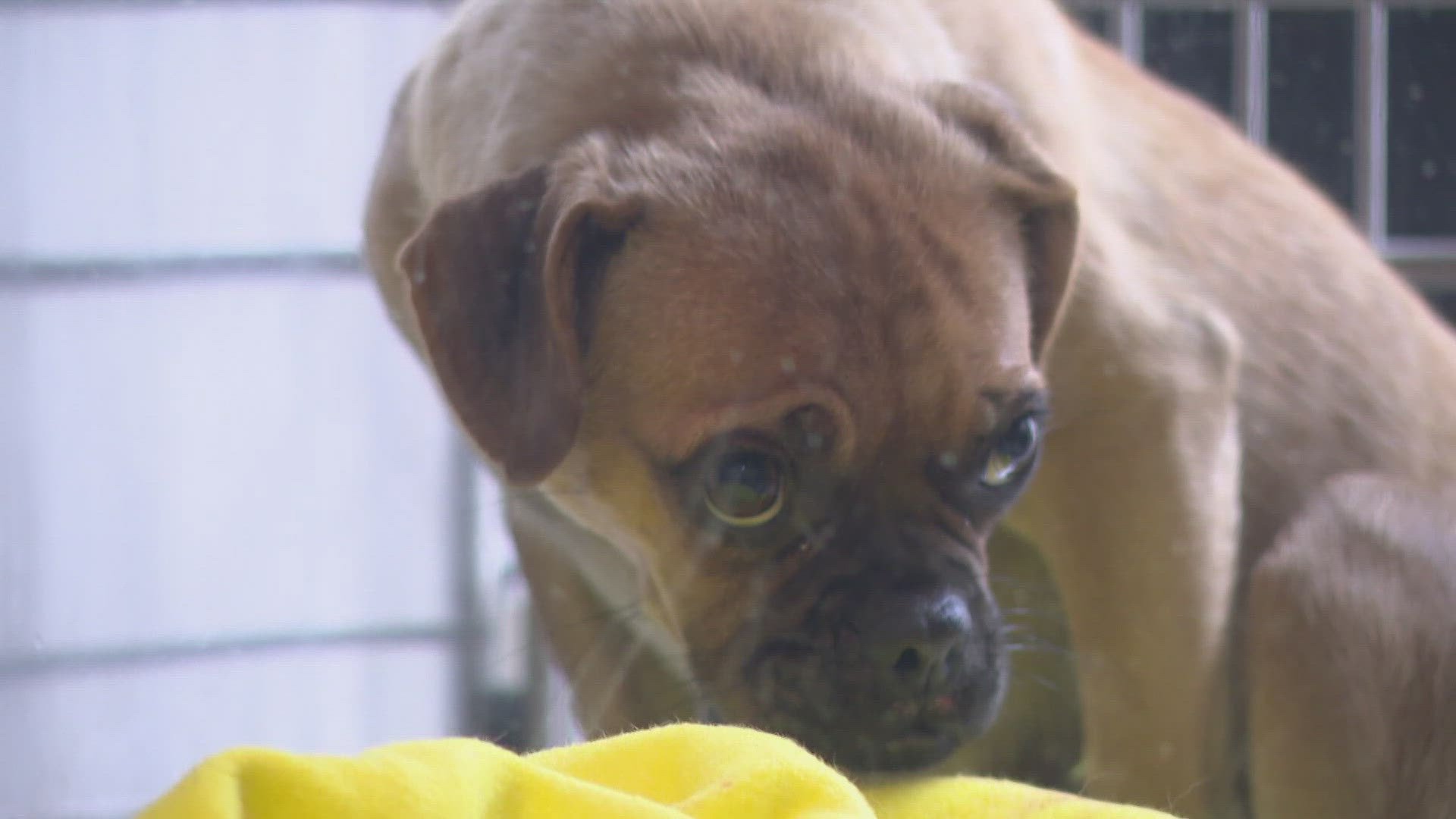 Dogs have a fight or flight response to fireworks and the Fourth of July is a common time for an uptick in lost pets.