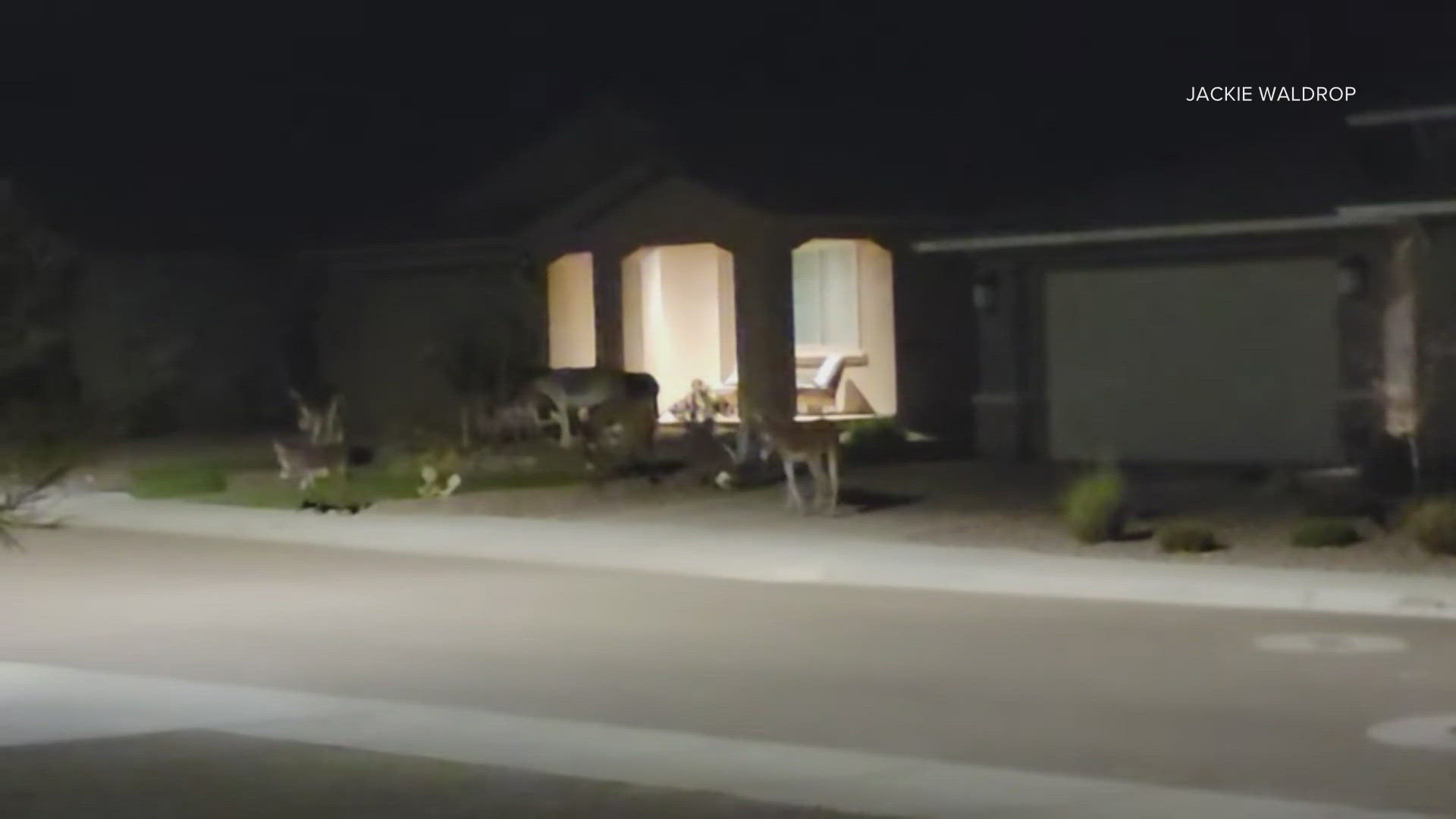 Residents of the Vistancia neighborhood in Peoria got a visit from some wild donkeys after the sun went down Wednesday.