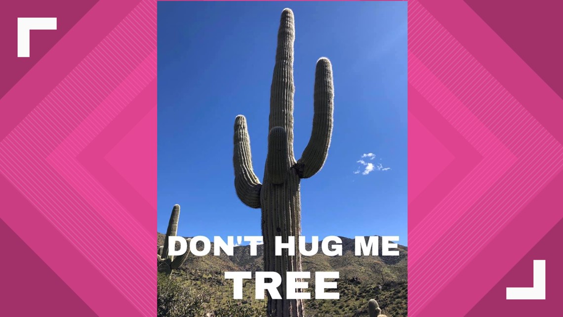 Ouch-otillo': Phoenix couple creates guide to pokey things found on Arizona  hikes | 12news.com