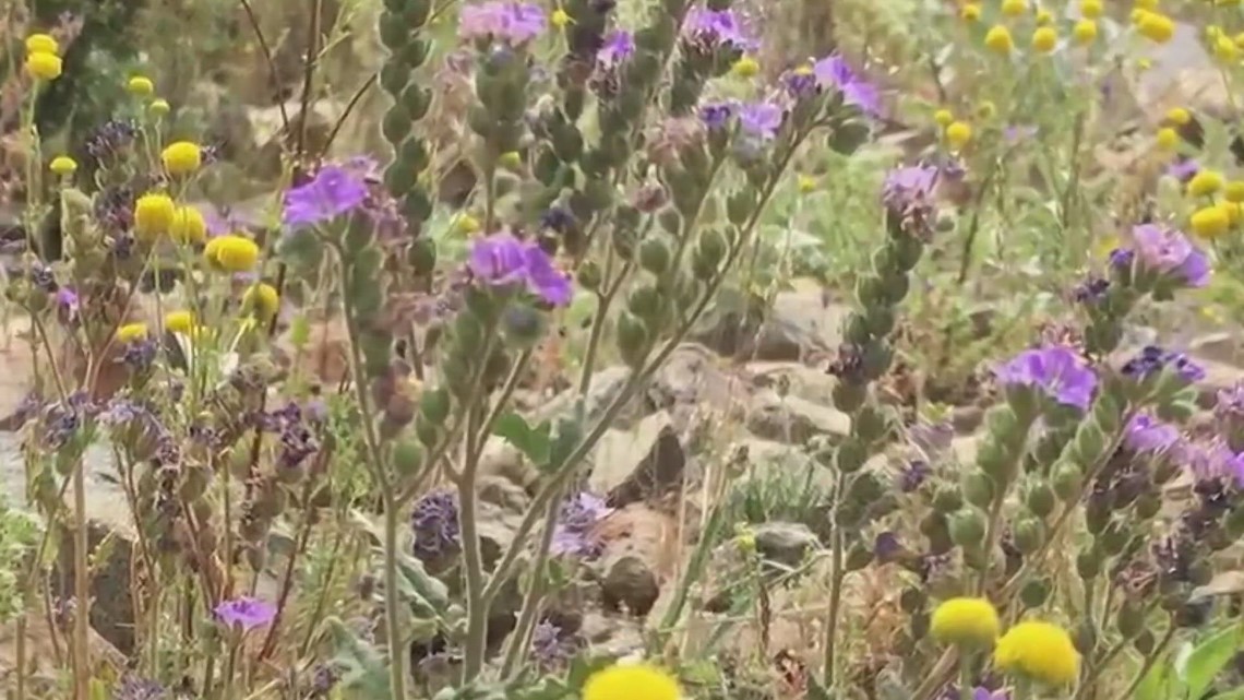 Bunga ‘Scorpion Weed’ berbahaya bagi penduduk Arizona saat mendaki, menyebabkan ruam