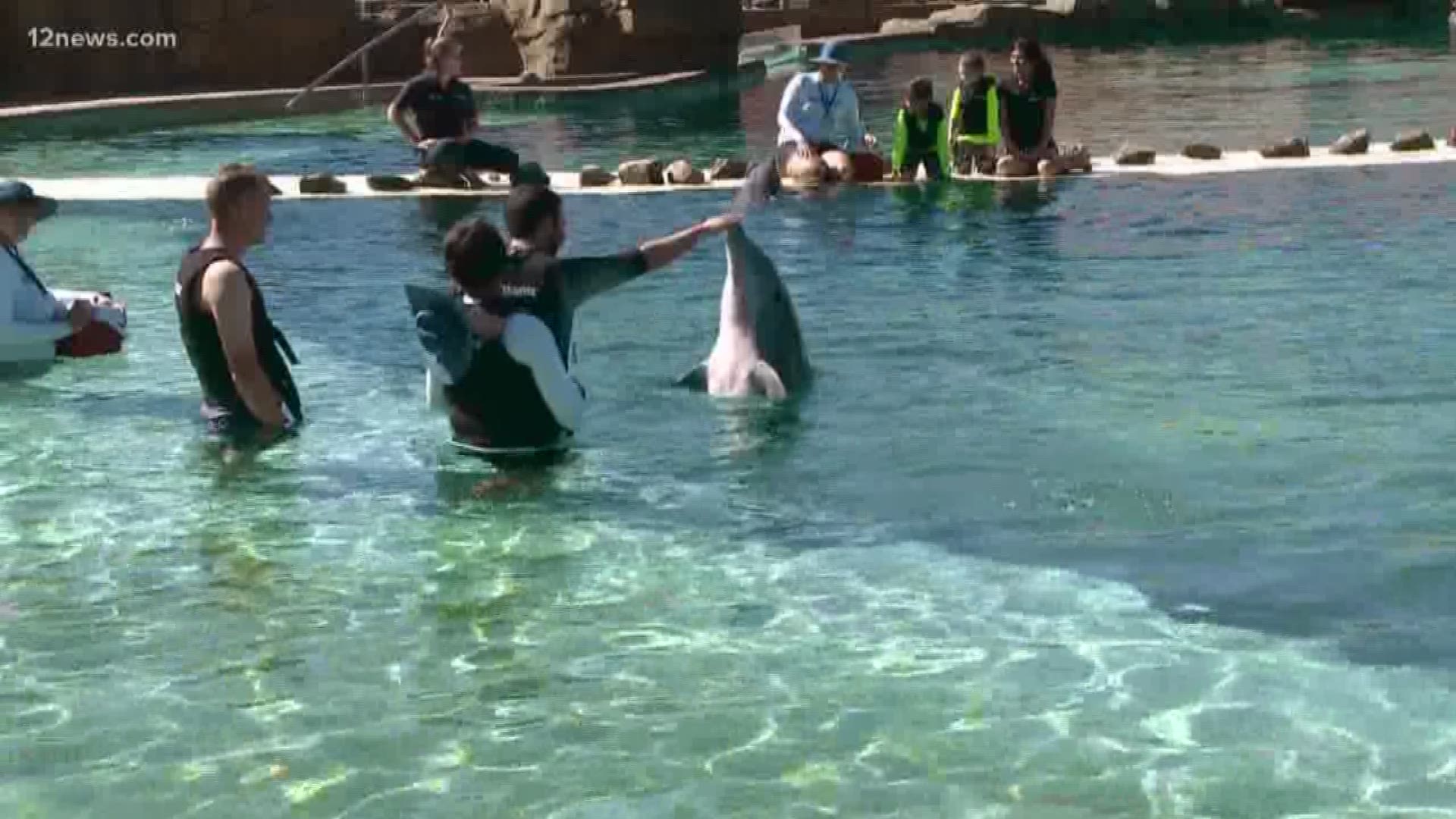 Dolphinaris Arizona said one of its male bottlenose dolphins passed away in September.