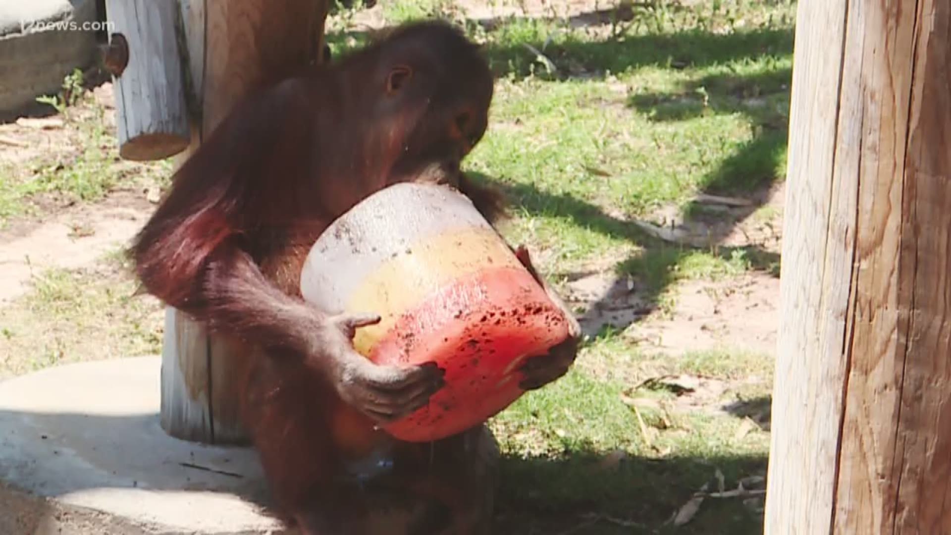 The animals get special treats and showers to stay cool in the heat.