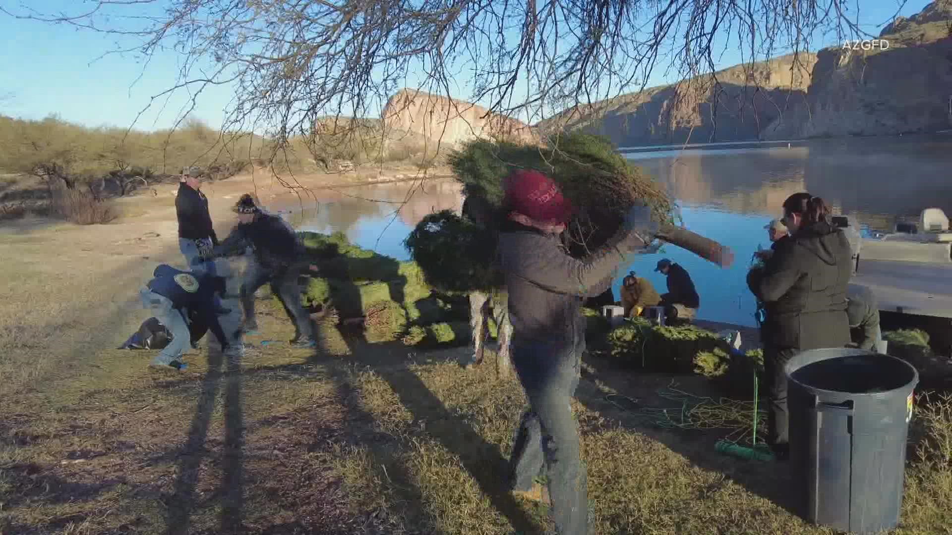 On Saturday, hundreds of old Christmas trees were tossed into Canyon Lake to serves as new homes for fish.