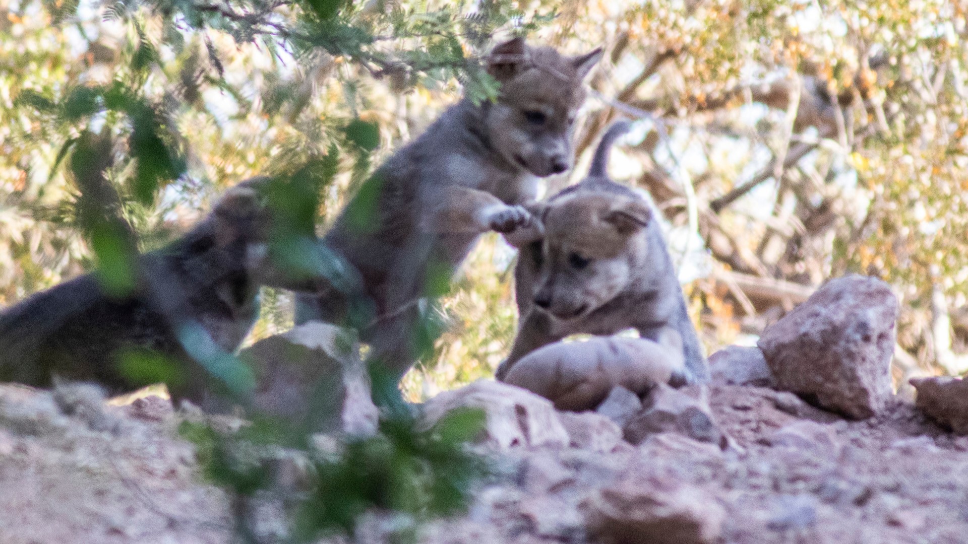 Six Mexican Gray Wolf pups were born at the Phoenix Zoo in early May. Video shows the six pups playing together early Tuesday morning with mom and dad making an appearance. The Phoenix Zoo is taken part in a conservation plan to save the Mexican Gray Wolf population, and it's very excited to introduce the six pups to the public.