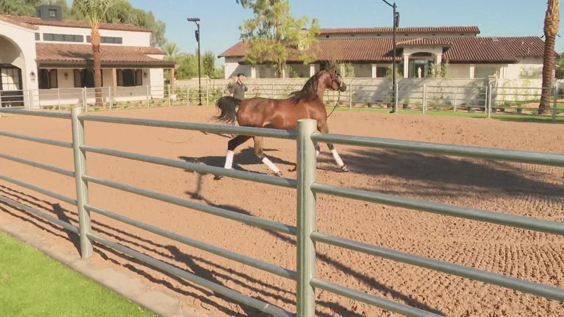 Today in AZ previews the Arabian horse show at WestWorld