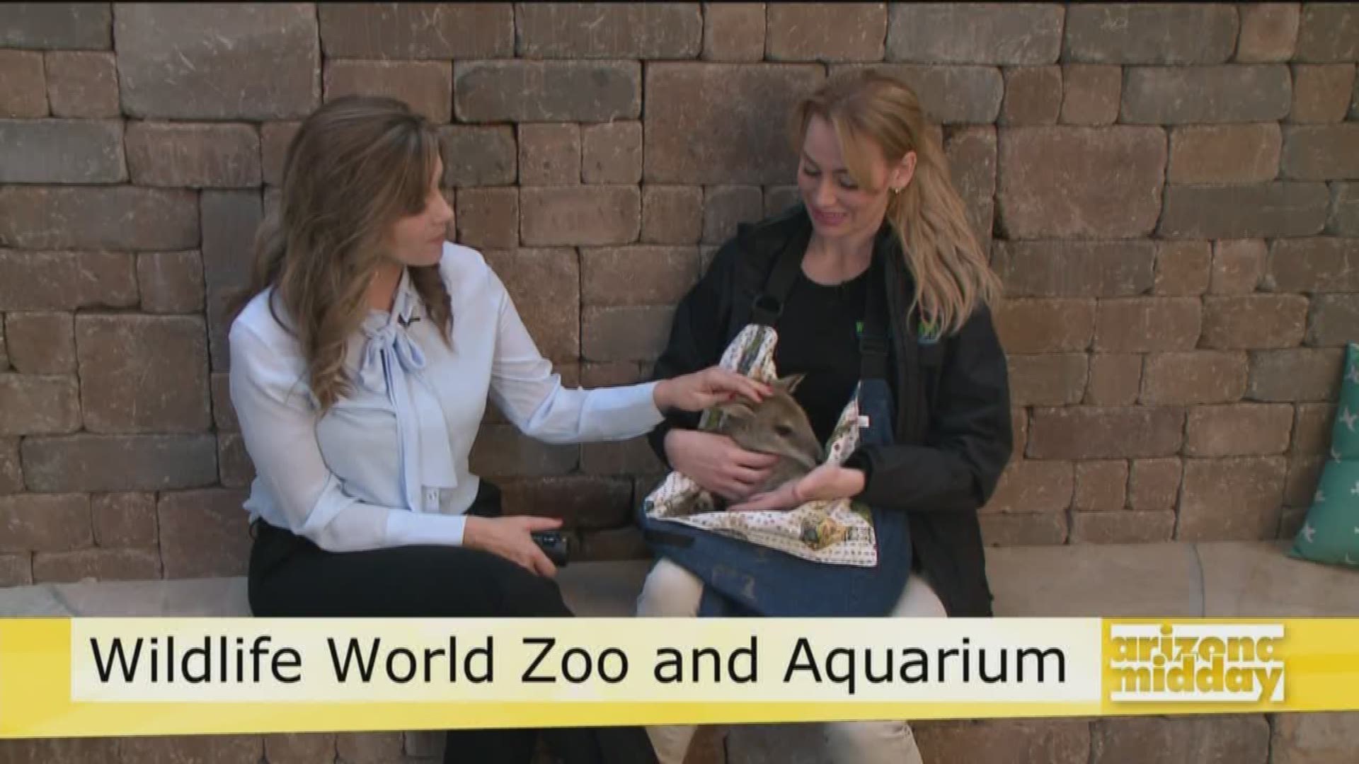 Kristy from Wildlife World Zoo Aquarium, brings in Sheila the Wallaby and tells us about all the fun you can have at the zoo.