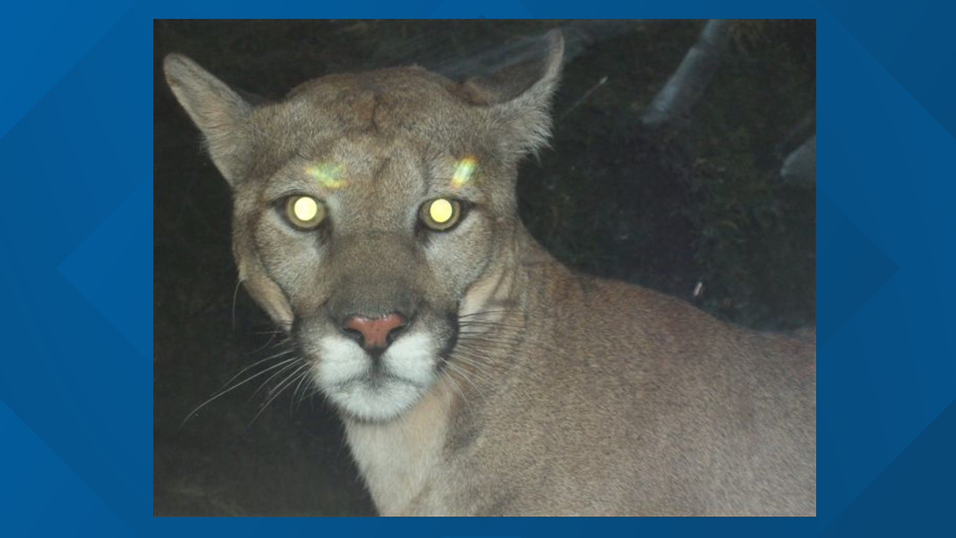 Mountain lion killed in Arizona after dog attack | 12news.com