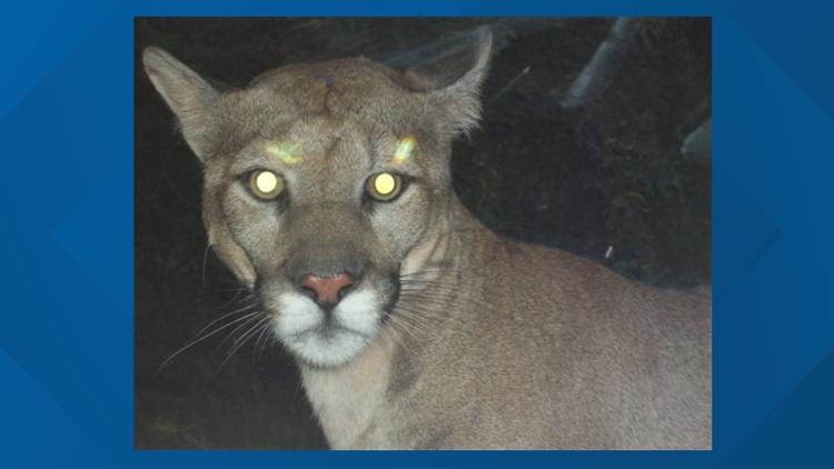 Gila County officials looking for mountain lion after man attacked at Salt River