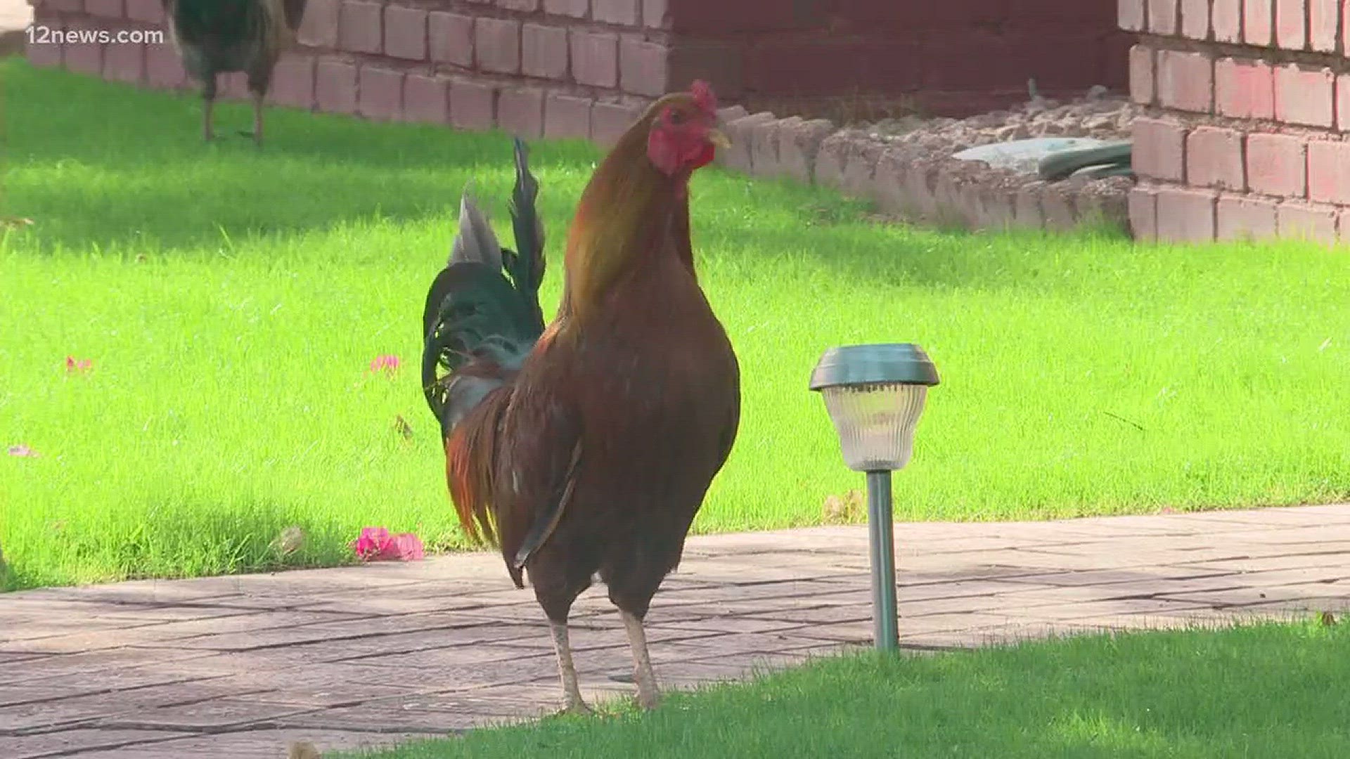 Neighbors boiling over as free-range chickens flock and multiply in one Phoenix residence area.