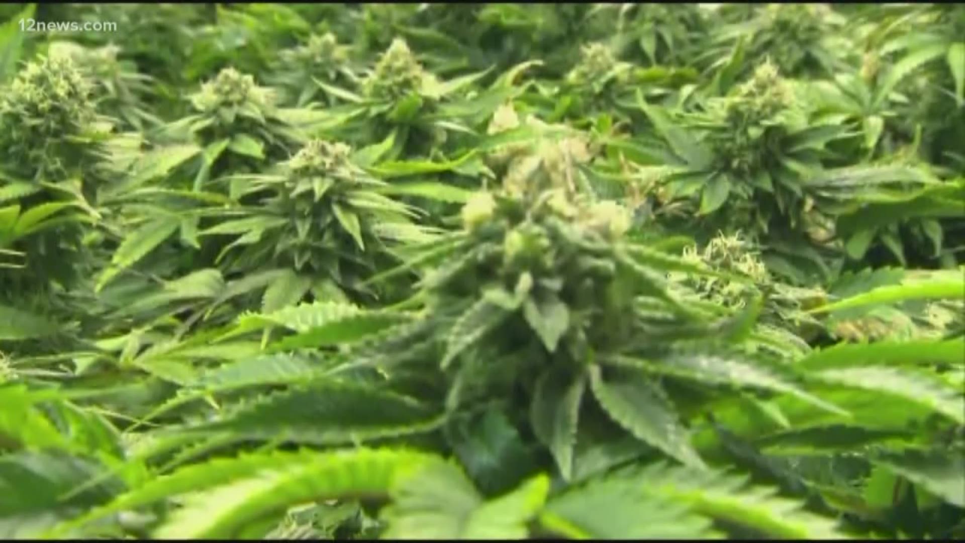 A new report by the State Health Department has found medical marijuana sales have increased 41% in Arizona.
