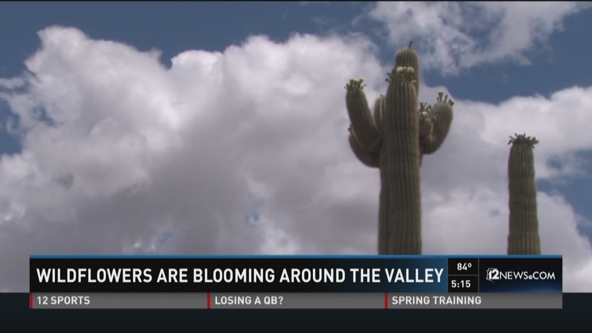 Spring has officially started and that means wildflowers are blooming around Arizona